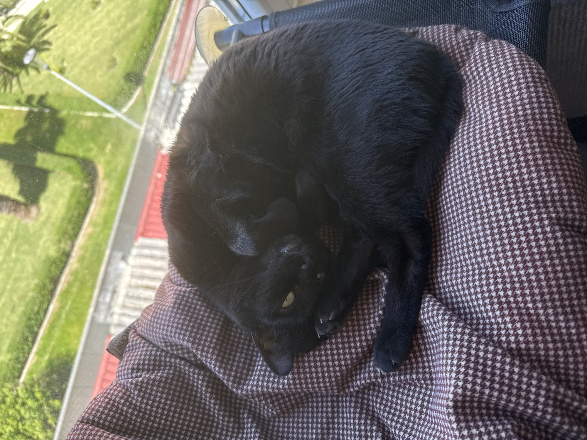 A black cat is the central subject, curled up on a patterned cushion or blanket by a window. The cat is lying on its back with its body forming a tight curl, and one bright yellow-green eye is partially open, looking towards the viewer. Its front paws are tucked close to its face, showing small, sharp claws. The cat's fur is uniformly black and appears soft.
The cushion or blanket the cat rests on features a distinct dark brown and white houndstooth pattern. A small fabric label, partially visible near the cat's back, contains some text, possibly "nuone" or similar.
The setting is an elevated vantage point, likely from a window, overlooking a sunlit outdoor scene. The background reveals a vibrant green expanse, resembling a park or garden, with trees casting shadows. A red-colored path or road and a lighter-colored concrete or paved area are also visible below. The time of day appears to be bright and sunny, indicating clear weather. The overall scene conveys a sense of peaceful rest. The location context is Figueira da Foz, Portugal.