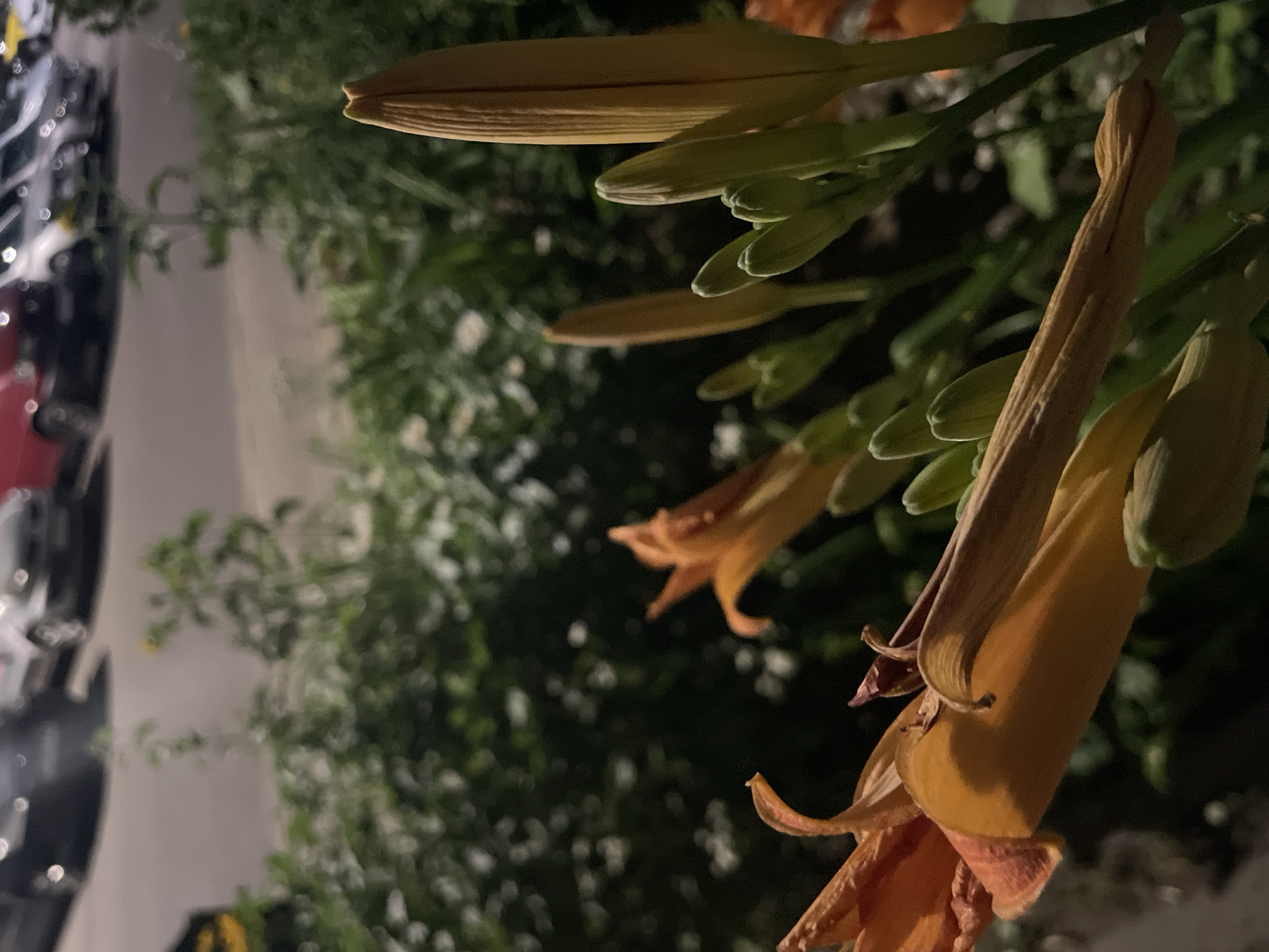 This is a low-angle, close-up, dimly lit photograph of orange lilies with several buds. In the background, out of focus, are several parked cars and some green foliage. The setting appears to be outdoors at night.