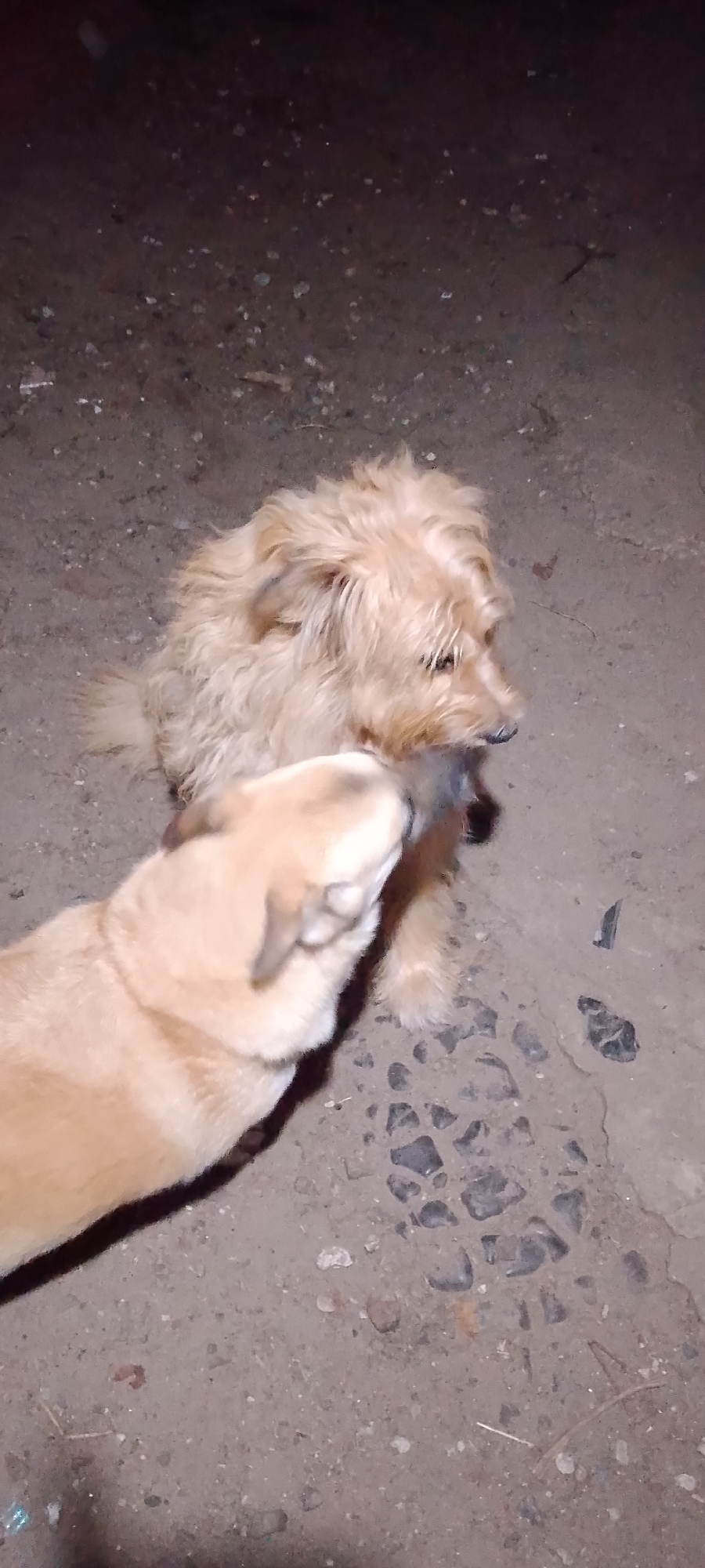 Two dogs are interacting on a dark, dirt-and-gravel ground. The dog in the foreground is a light-colored breed, possibly a Labrador mix, and its head is close to the other dog, with its snout touching the face of the second dog. The second dog is a medium-sized, shaggy, tan-colored breed and appears to be looking slightly away from the foreground dog. The ground is uneven and appears to be outdoors, possibly in a neglected area. The lighting is dim, suggesting it might be nighttime or a dimly lit environment. There are small pebbles and debris scattered on the ground. No specific landmarks or features indicative of Belgorod, Russia are visible in the image.