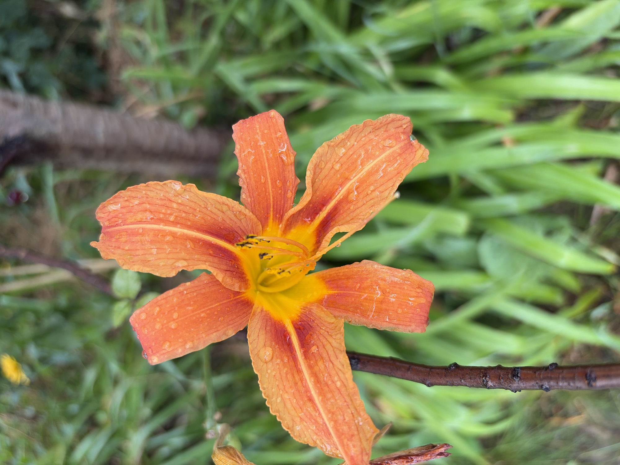 An extreme close-up shot captures an orange lily flower with water droplets on its petals, set against a blurred background of green foliage and a tree trunk. The flower exhibits a vibrant orange hue with streaks of red and a bright yellow center. Its petals are slightly ruffled, and the texture is enhanced by the presence of numerous tiny water droplets. The stamen and pistil are visible in the center of the flower, with dark anthers. The stem of the flower is a dark brown, textured branch. The surrounding environment suggests an outdoor setting, likely a garden or park, with lush green grass and other plants creating a soft-focus backdrop. The lighting appears natural, possibly overcast or diffused sunlight. The overall impression is one of natural beauty, with the water droplets suggesting recent rain or dew. There are no people or any specific urban landmarks visible that would indicate a precise location within Chernihiv, Ukraine. The image focuses solely on the detail and beauty of the flower.