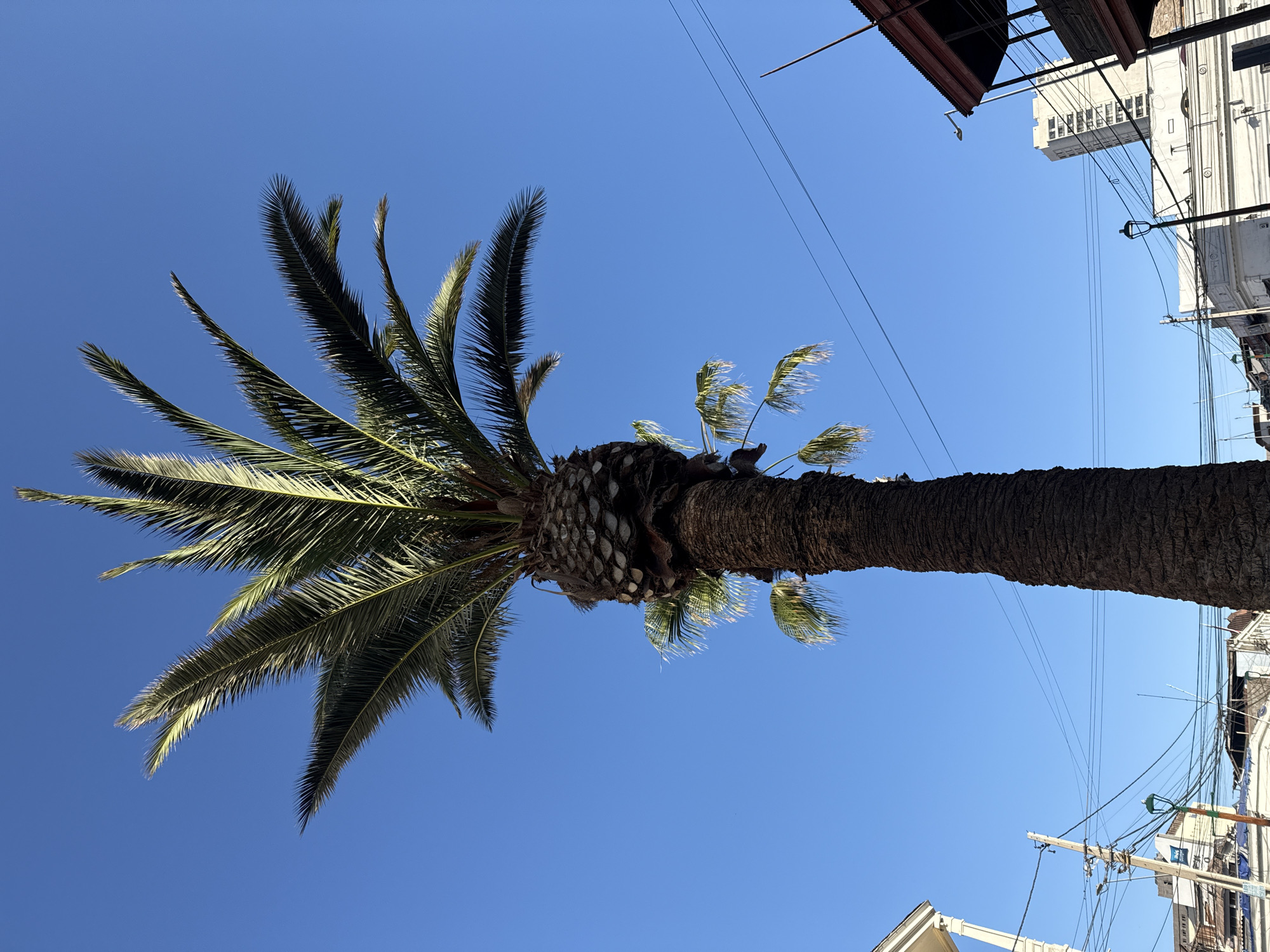 The image shows a tall palm tree against a clear blue sky. The palm tree is in the foreground and its trunk is rough and textured. Several fronds extend outwards from the top of the tree, and some smaller fronds hang lower down the trunk. In the background, there are buildings and utility poles with numerous wires, suggesting an urban environment. The buildings appear to be a mix of older and newer architecture. One building on the right has a wooden balcony with a red roof. The scene appears to be set in the city of Iquique, Chile, based on the presence of palm trees and the architectural style of the buildings. There are no people visible in the image, and no specific actions or interactions are depicted. The overall impression is of a bright, sunny day in a coastal city.