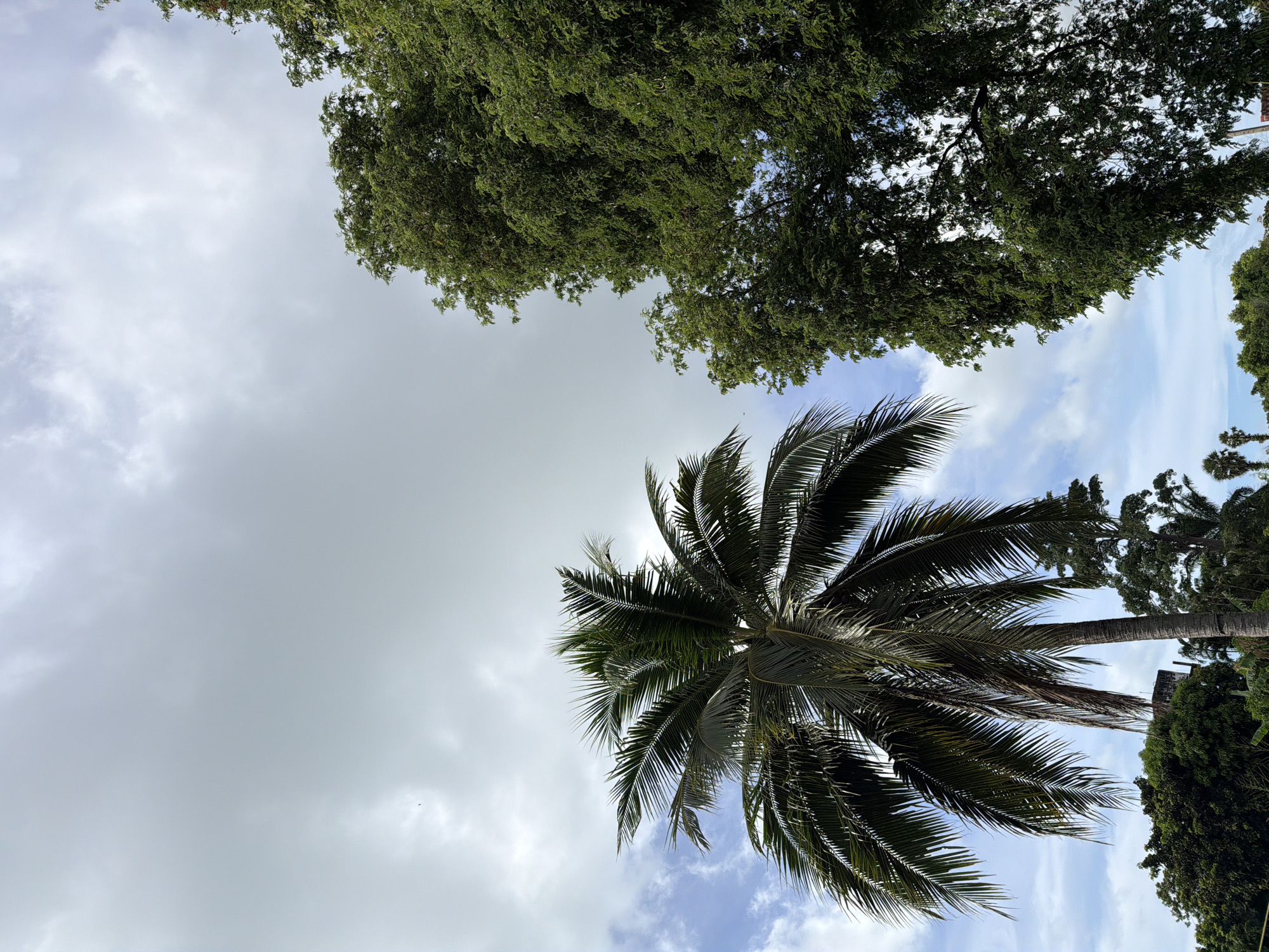 The image depicts a view of the sky in Chalong, Thailand, dominated by a cloudy, overcast sky. In the foreground, a tall palm tree with dark green fronds stands to the left, its trunk a rough, textured gray. To the right, a dense canopy of green foliage from another large tree obscures a significant portion of the sky. The lower part of the image shows a glimpse of more lush green vegetation and hints of structures below the tree lines, suggesting a tropical urban or suburban environment. The lighting is diffused, indicating it is likely daytime but not under direct sunlight. A single, small bird can be seen flying in the upper left quadrant of the image.