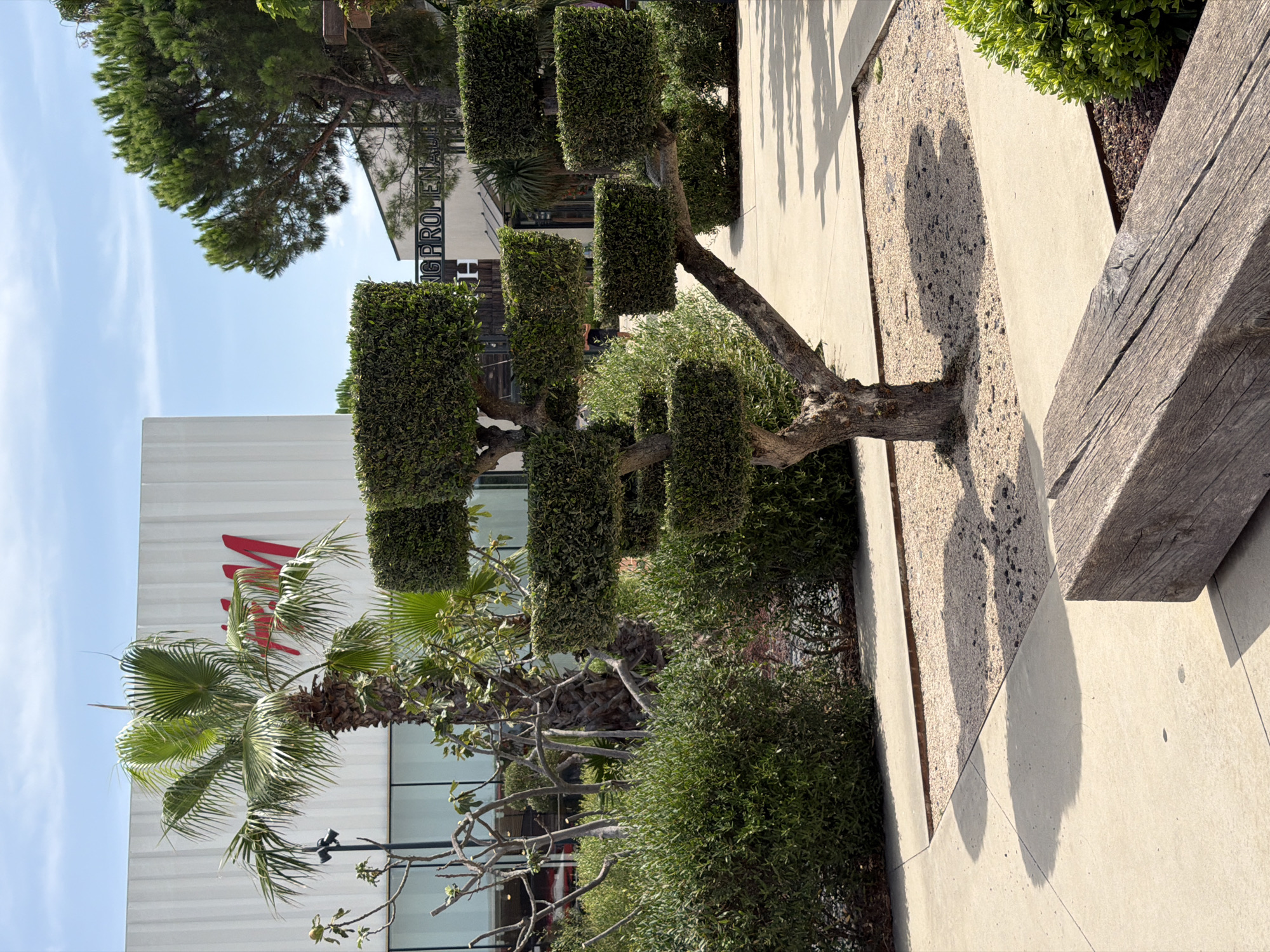 The image depicts an outdoor scene in Arles, France, likely a commercial area or shopping center. In the foreground, a rustic wooden bench sits on a concrete pathway. Behind the bench, a uniquely shaped, sculpted tree with square foliage stands prominently. The middle ground features a pathway and gravel beds, bordered by lush green bushes. Further back, a large white building with a prominent red "H&M" logo is visible, suggesting it's a retail store. Adjacent to it, a tall palm tree stands. The background reveals more trees and a glimpse of a blue sky with scattered clouds. The overall impression is a sunny day in a well-maintained outdoor space.