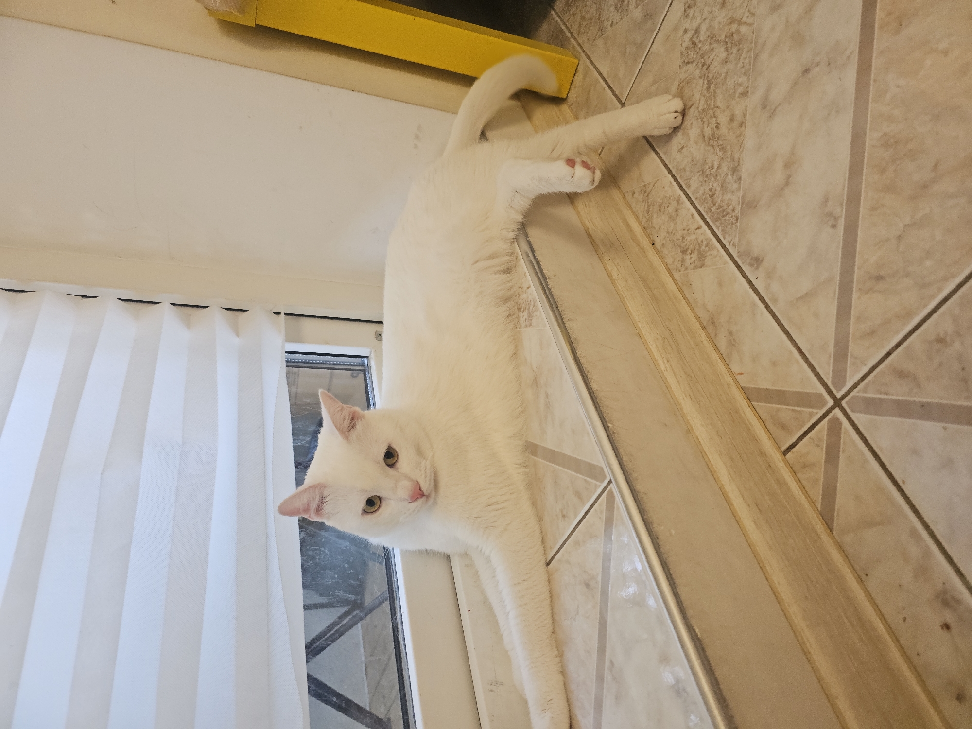 A white cat with light yellow eyes and a pink nose lies on a tiled ledge in front of a window with white blinds in Novorossiysk, Russia. The cat is positioned horizontally, with its front paws extended forward and its hind legs dangling. The tiled floor has a pattern of beige and brown squares. To the right of the cat is a yellow object, possibly furniture, leaning against a wall. The window appears to look out onto a dark, indistinct area.