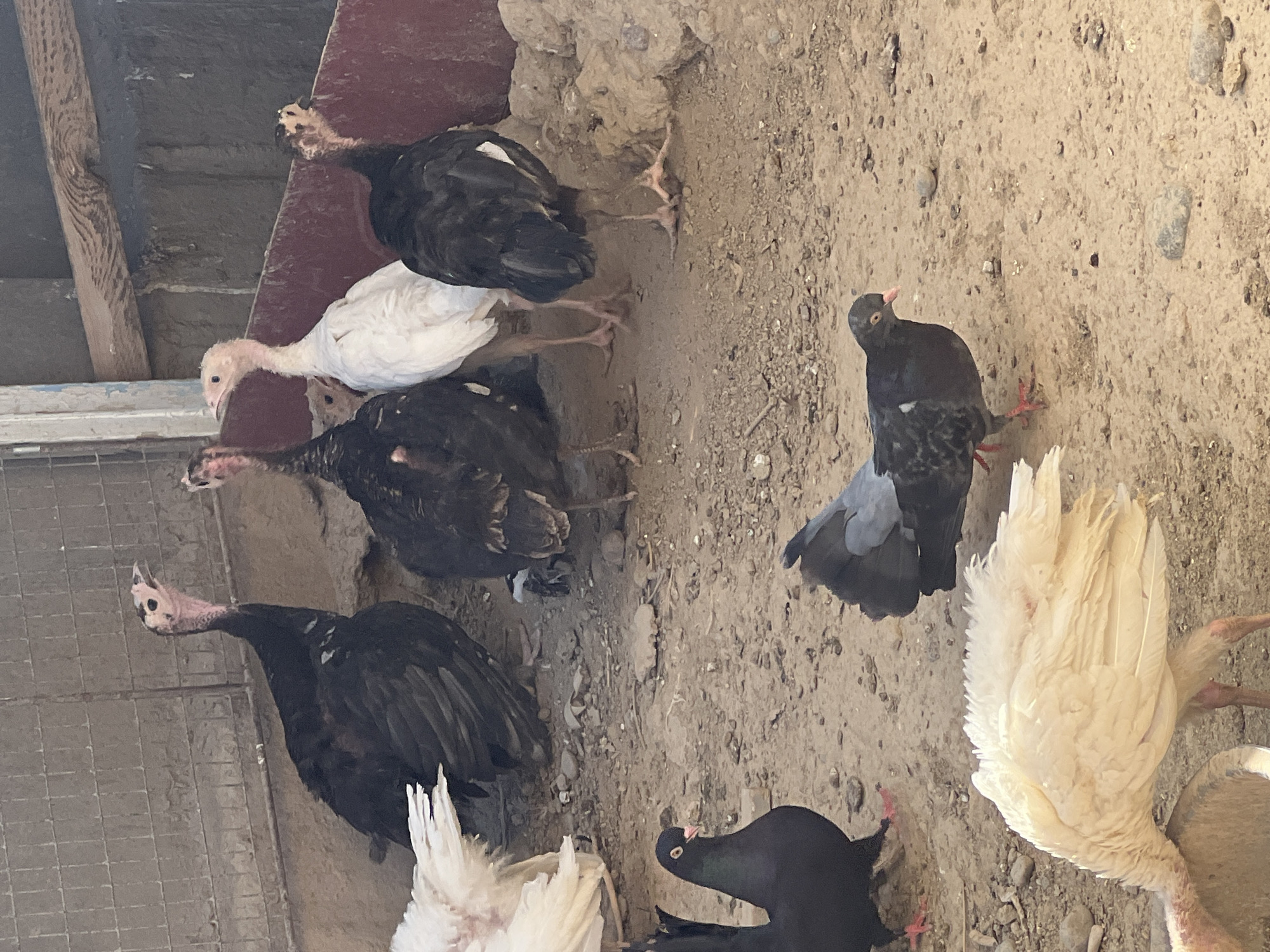 In a dusty, outdoor enclosure with a wire fence and a concrete wall, several turkeys and pigeons are gathered. The turkeys are a mix of black and white. One black turkey stands tall with its head raised, exposing a pinkish-red neck. Another black turkey is partially obscured by a white turkey. A white turkey stands with its head down, appearing to eat from a shallow trough. Two pigeons, one black and one grey with black markings, are also present in the scene. The ground is covered in dirt and small stones. The overall impression is that of a farm or domestic animal enclosure. The scene appears to be located in Uzbekistan, Uzbekistan, based on the prompt.
