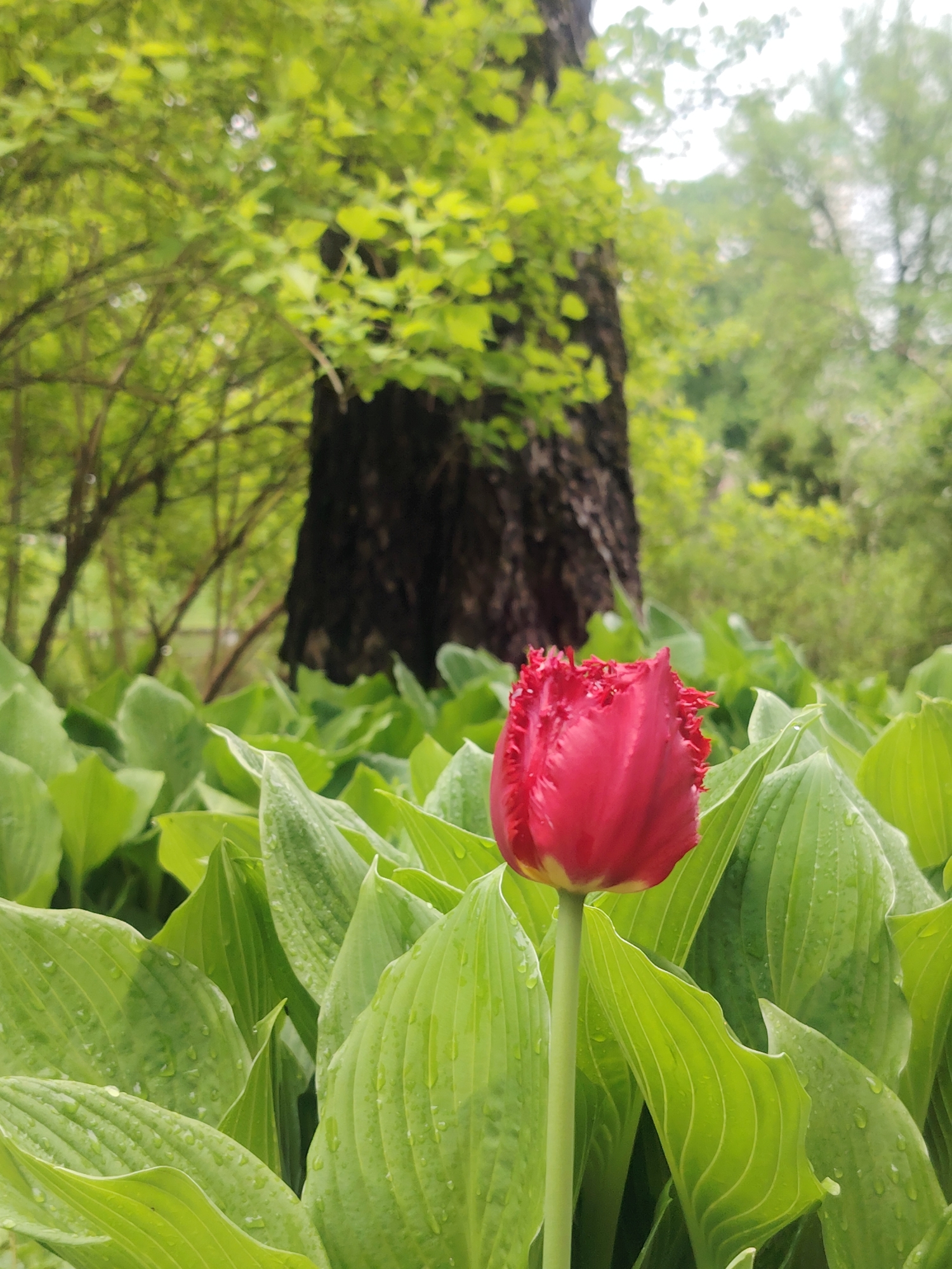 The image depicts a red tulip flower in full bloom, surrounded by large green hosta leaves, likely in a garden setting. The leaves have water droplets on them, suggesting recent rain or dew. A large tree trunk is visible in the background, partially obscured by the foliage. The scene appears to be in a park or garden, potentially in Riga, Latvia, based on the vegetation and style of garden design commonly found in the region. No people are visible. The focus is on the tulip as a botanical subject, and its interaction with the surrounding plant life.