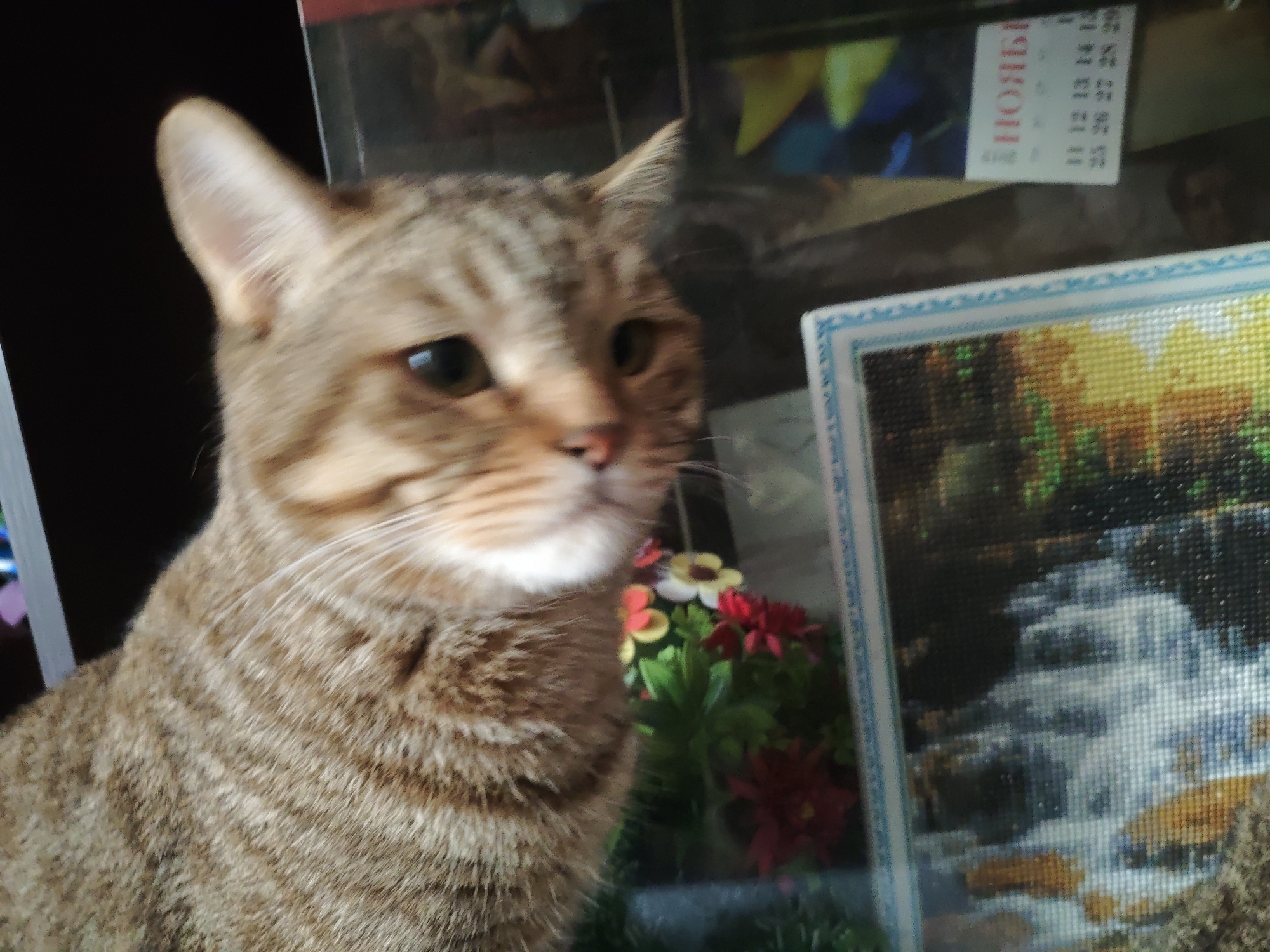 A tabby cat is the primary subject in the foreground of this image, with its head and chest filling the left side. The cat has green eyes and is looking to the right. Behind the cat, to the right, is a framed diamond painting of a waterfall. In the background, a calendar with Cyrillic text reading "НОЯБР" (November) is visible, along with some colorful shapes. The overall environment appears to be indoors, possibly a home. There is no visible indication of the city of Stavropol, Russia, or any specific location details.