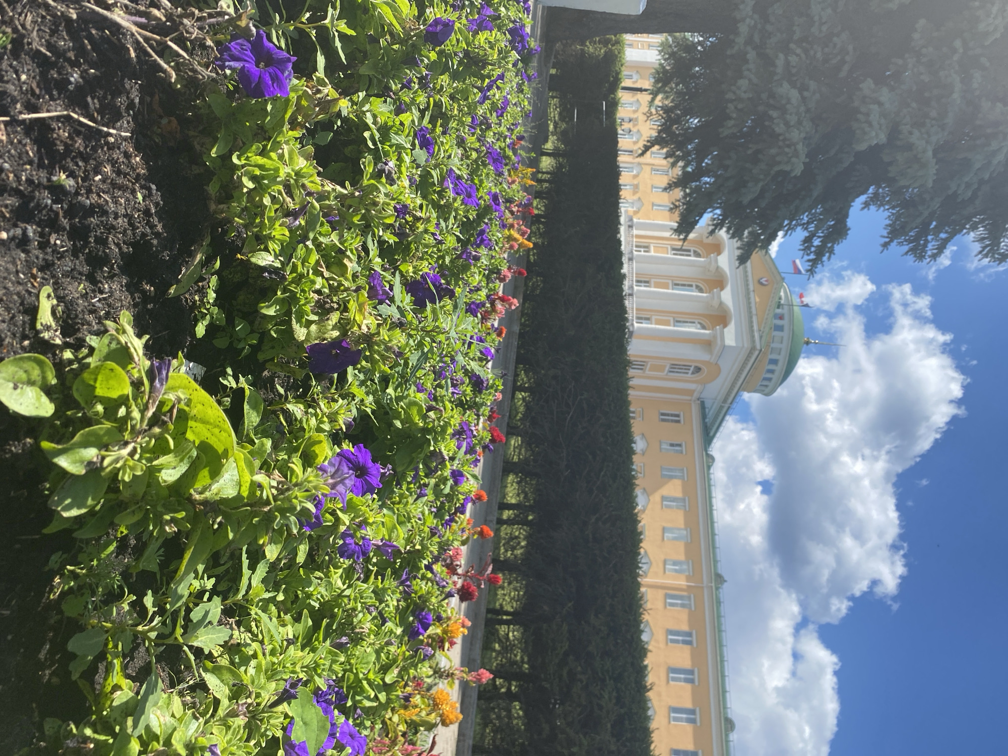 The image depicts the Presidential Palace in Izhevsk, Russia. In the foreground, a bed of vibrant purple petunias and other flowering plants thrives under a clear blue sky with scattered white clouds. Behind the flower bed, a neatly trimmed dark green hedge serves as a backdrop. Further in the background, the Presidential Palace stands with its distinctive yellow facade, white columns, and a green dome. Two flags, one red and white, and another white, blue, and red, fly from the roof. A large, mature coniferous tree is visible on the left side of the frame, partially obscuring the view of the building. The scene is illuminated by bright sunlight, casting shadows and highlighting the textures of the plants and the architectural details of the palace. No people are visible in the image.
