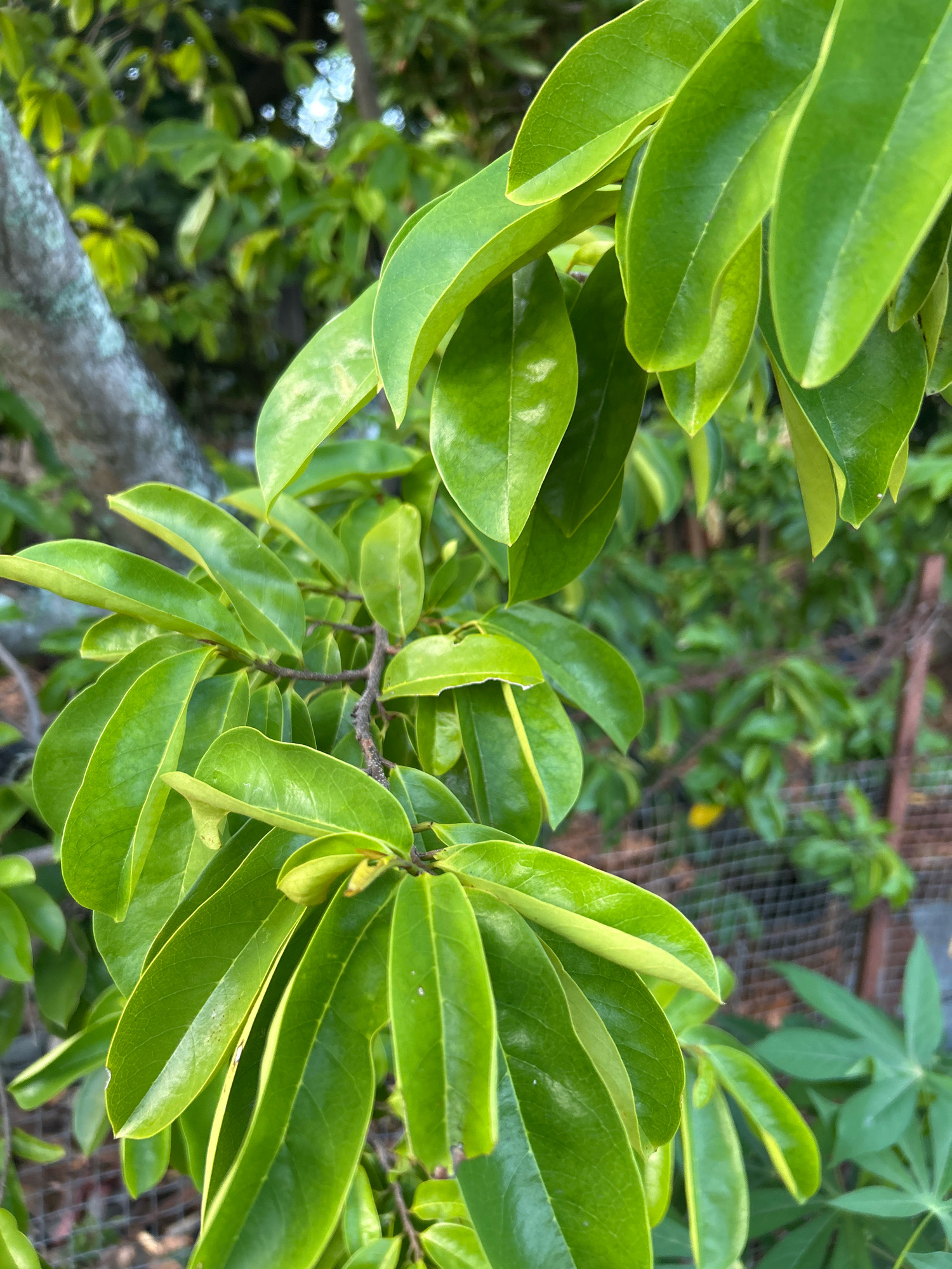 This is a close-up photograph of lush green leaves of a Soursop tree (Annona muricata) in Sabang, Indonesia. The leaves are broad, glossy, and vibrant green, with some showing a slight yellowing along the edges, indicating healthy growth. They are arranged alternately on a slender, brown branch. In the background, out of focus, is the textured bark of a larger tree, suggesting the Soursop tree is growing within a natural or semi-natural environment. Further in the background, hints of a wire fence and other foliage can be observed, with dappled sunlight filtering through the canopy, creating a serene outdoor atmosphere.
