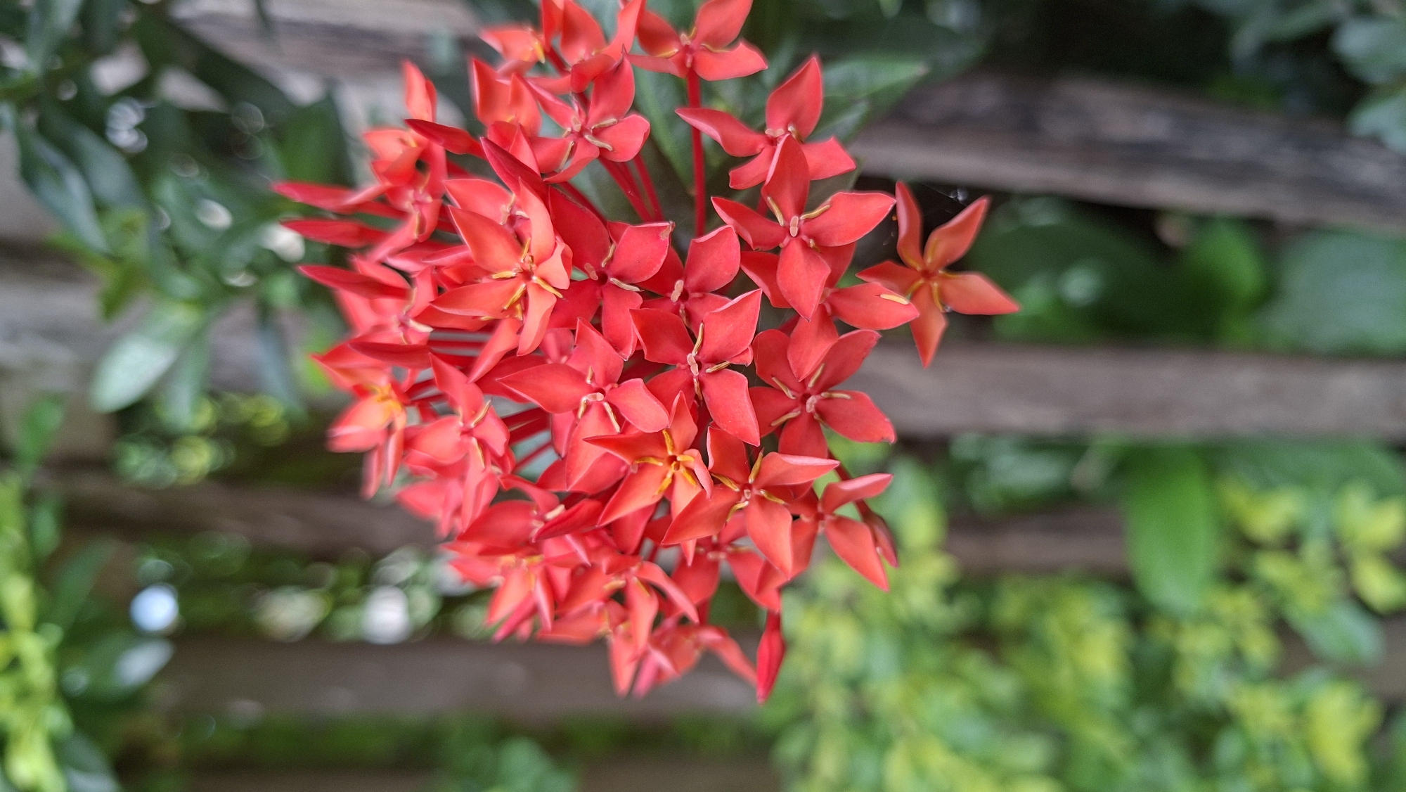 A close-up, eye-level shot showcases a cluster of vibrant red flowers, likely Ixora, in full bloom. The flowers have a star-like shape with four pointed petals. Their bright red hue stands out against a soft, blurred background. The background features lush green foliage and elements of a wooden structure, possibly a fence or a trellis. The shallow depth of field ensures the flowers are the sharpest element in the frame, with the background elements softly out of focus, creating a bokeh effect.
The scene appears to be set outdoors, in a garden or natural setting. The lighting suggests it could be daytime, with natural light illuminating the flowers. The presence of green leaves and the rustic wooden texture hints at a tropical or subtropical location. The focus on the delicate petals and the rich color evokes a sense of natural beauty and tranquility. There are no people or discernible activities taking place, the media file focuses solely on the botanical subject. No text is visible in the image. The location context of Kutaglumpang, Indonesia, further supports the interpretation of a tropical environment conducive to flowering plants like Ixora.