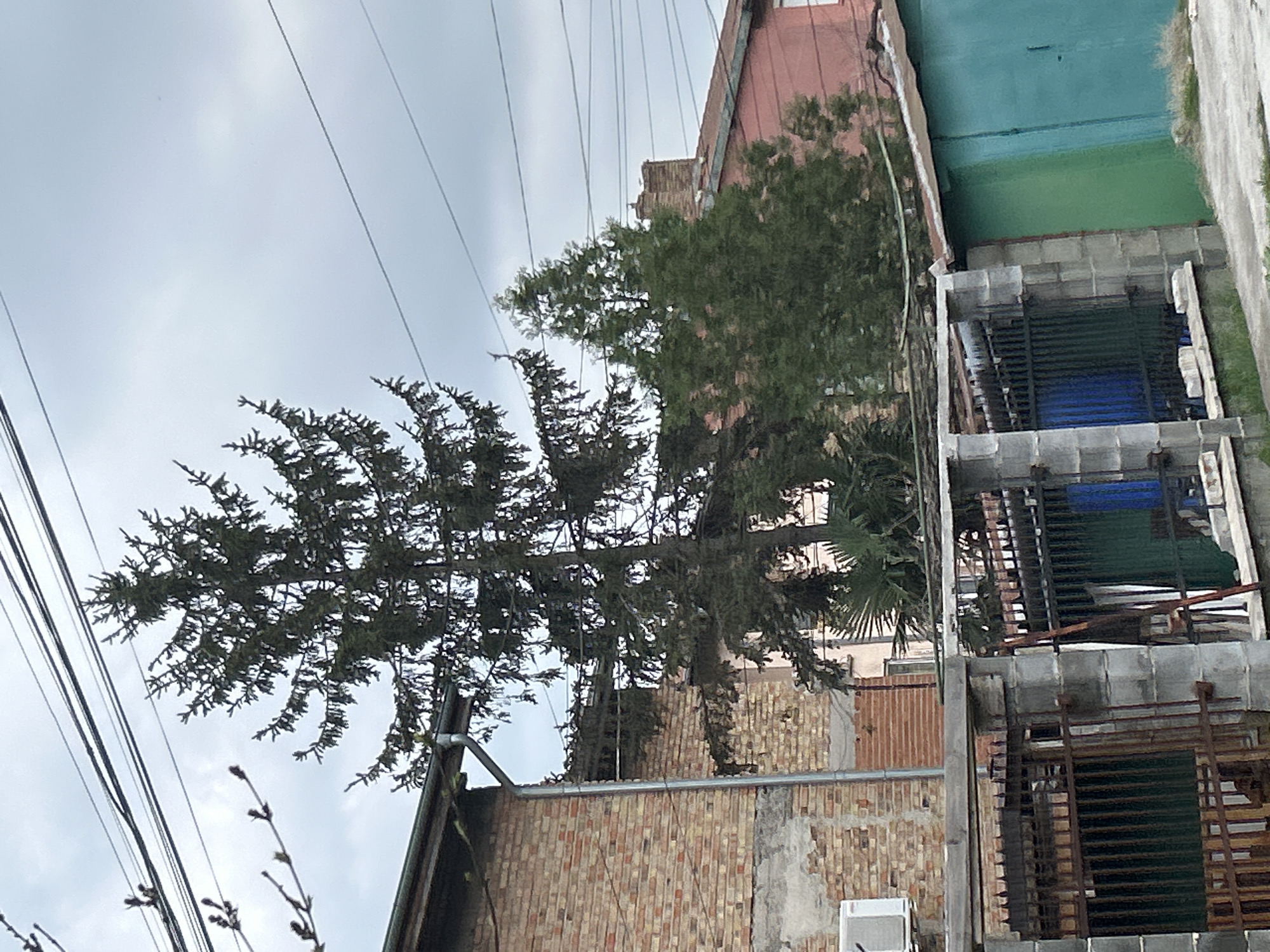The image shows a scene in Burgas, Bulgaria. A tall, mature evergreen tree is the primary subject, its branches extending across the frame. Behind the tree is a red and beige brick building. To the right, is a green-painted wall and some weathered concrete structures with metal bars, potentially balconies or terraces. Power lines run across the upper left portion of the sky, which appears overcast. There are no people visible.