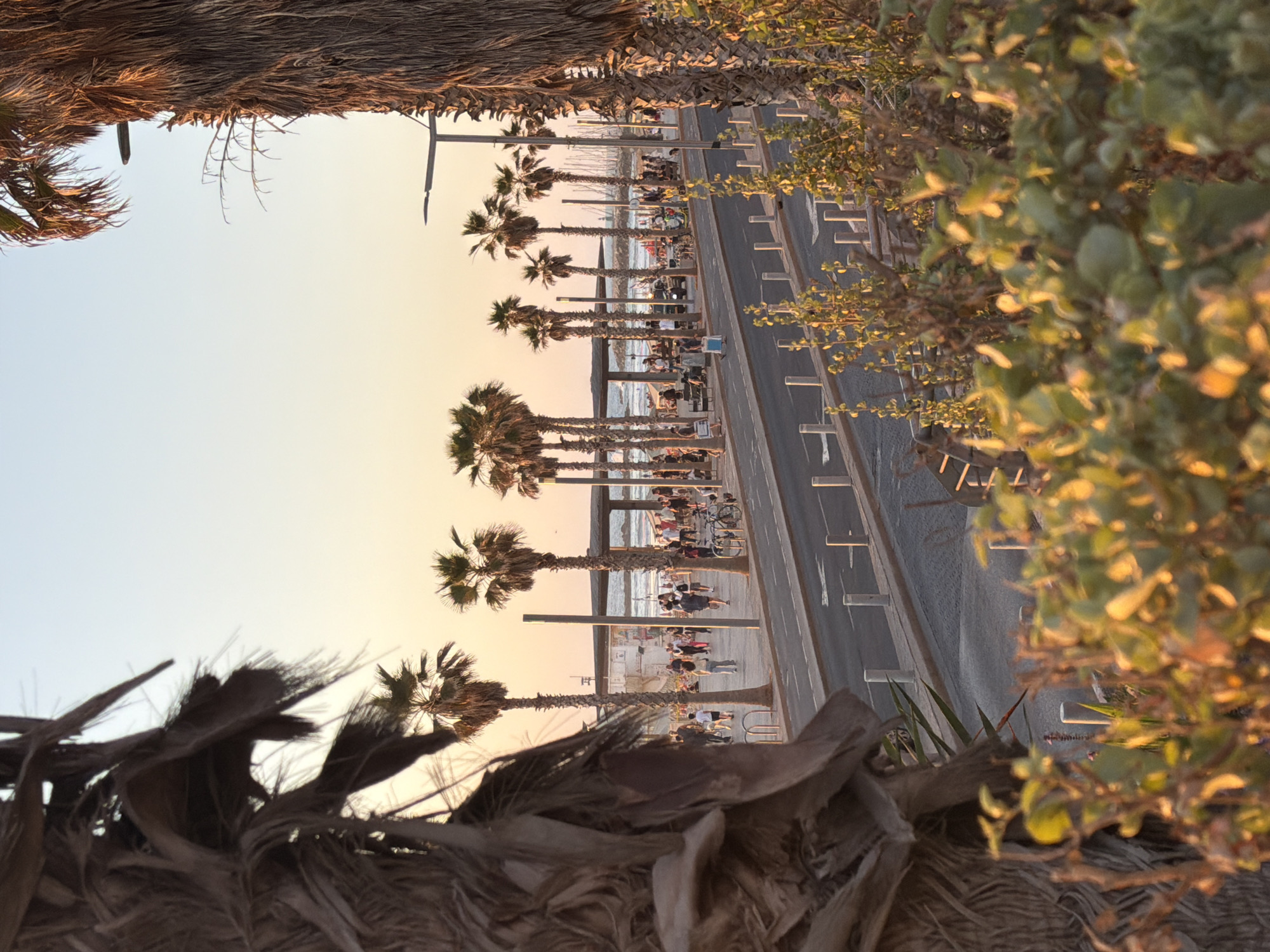The image shows a beach promenade in Tel Aviv, Israel, framed by palm fronds in the foreground and bushes on the right. Palm trees line the promenade, with people walking, cycling, or sitting beneath them. The beach and the sea are visible beyond the promenade. The sky is a pale orange and yellow, indicating that it is sunset.
