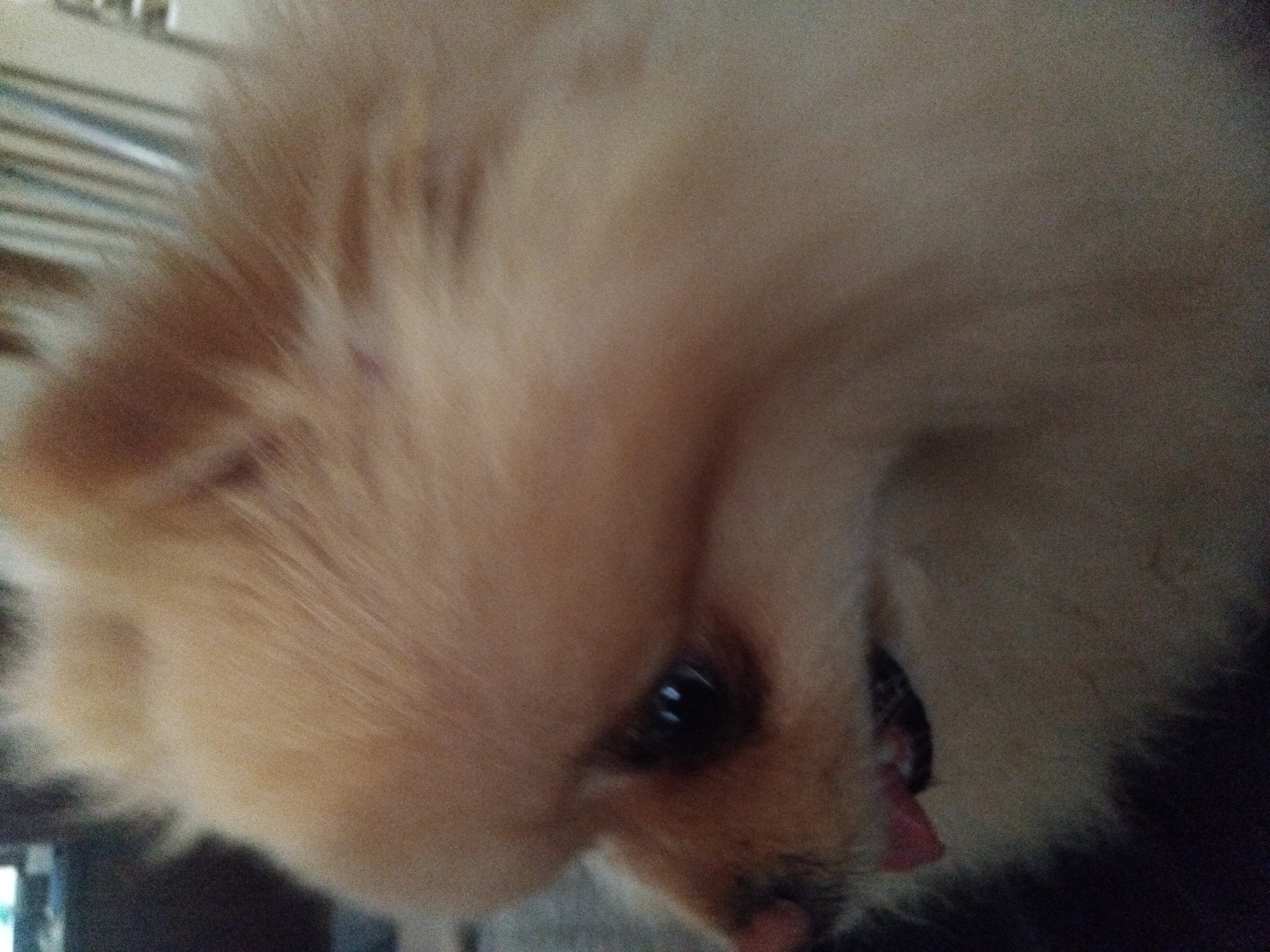 A close-up, side profile of a Pomeranian dog's face is visible. The dog's fur is light brown and fluffy. Its eye is dark and alert, and its pink tongue is slightly visible. The background is blurred, but appears to be indoors. The location is not specified.