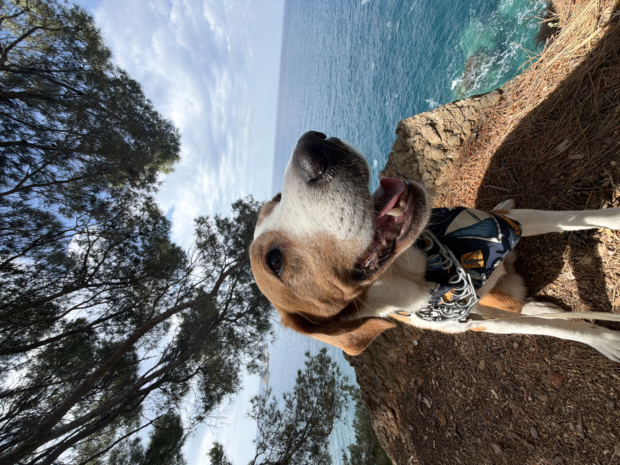 A dog with brown and white fur is the central subject, seen from a low angle. The dog's head is tilted upwards, with its mouth open, revealing teeth. It appears to be wearing a patterned collar or harness. The background reveals a coastal scene with a blue sea and sky partially obscured by tree branches on the left. A rocky cliff edge is visible on the right, covered in dry vegetation. The image location is Petrovac centar, Montenegro, evidenced by the coastal landscape.