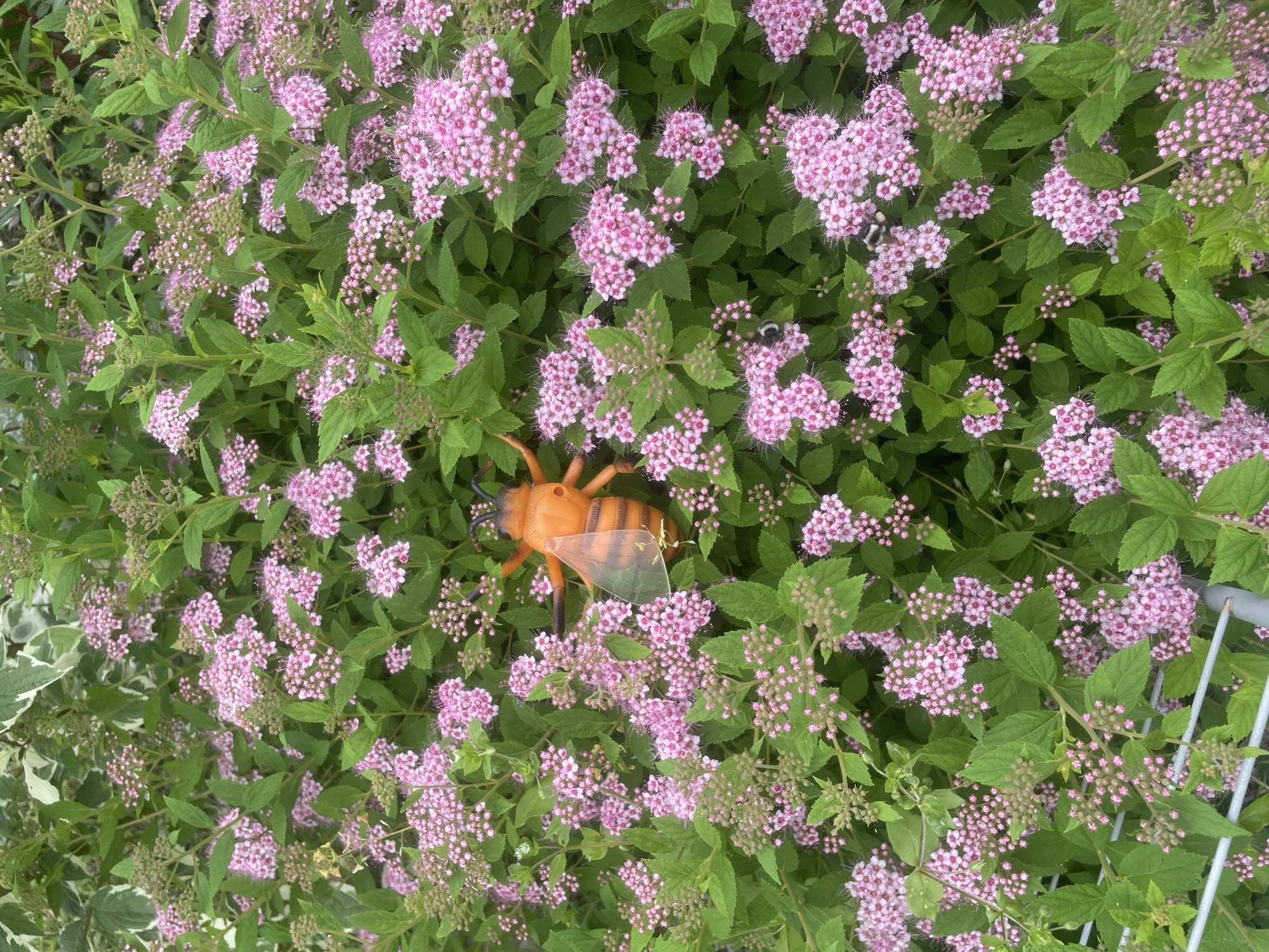 A toy bee, predominantly orange with black stripes, is positioned on a bush with numerous small pink flowers and green leaves. The toy bee has translucent wings and appears to be attached to a branch or stem of the bush. The bush is dense and fills the frame, with some areas of unbloomed flower buds. In the upper left corner, there are variegated green and white leaves from another plant. The scene is outdoors, likely in a garden or park setting, and the lighting suggests it is daytime. The location is identified as the city of Yasnoe, Russia.
