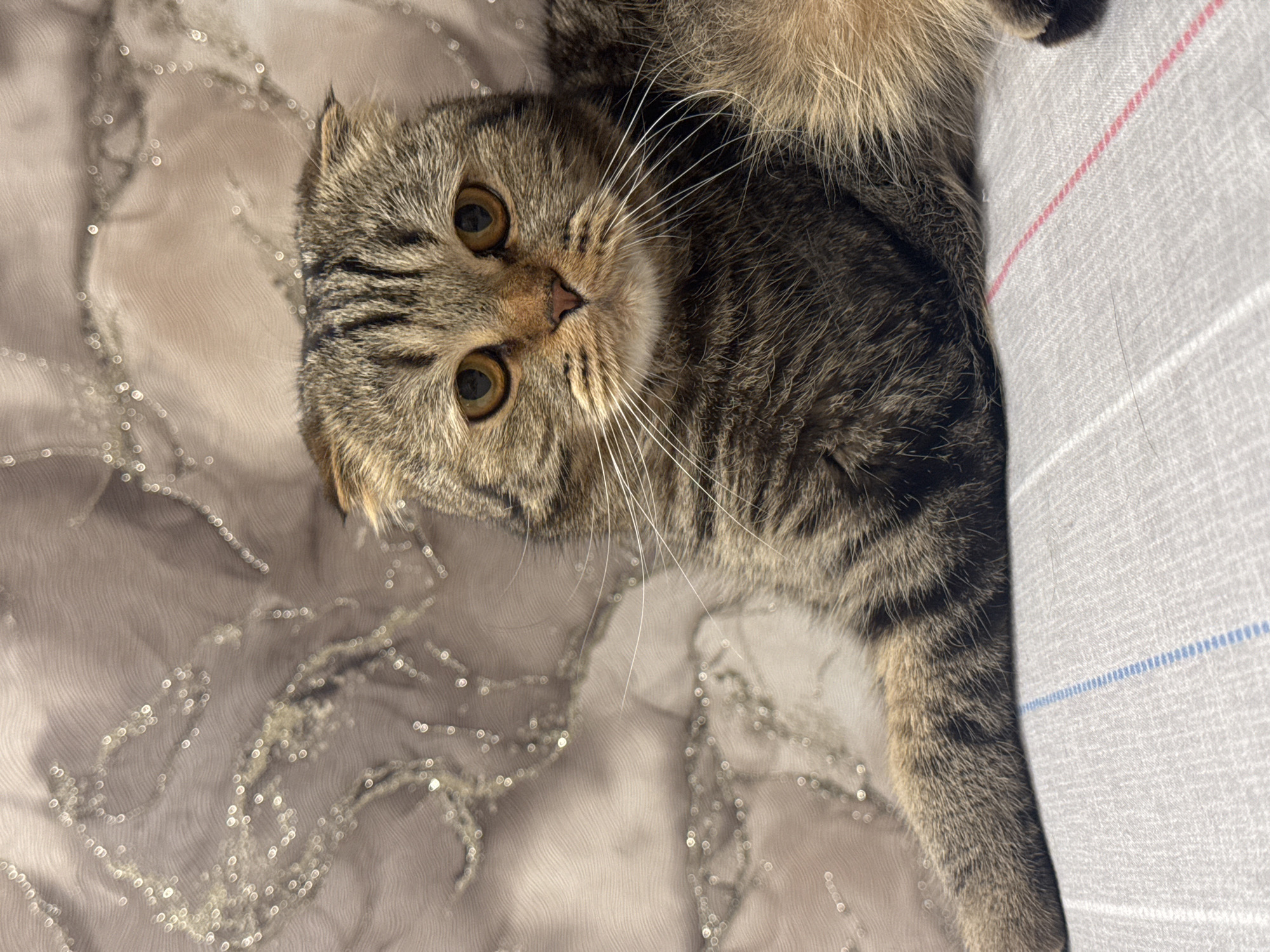 A brown tabby Scottish Fold cat lies on a bed. The cat's head is oriented toward the left side of the frame, with its eyes looking directly at the camera. It has a brown and black striped pattern on its fur, and its characteristic folded ears are visible. The cat is lying on a textured, light-colored fabric with subtle decorative patterns. A light gray pillow with thin red and blue stripes borders the right side of the image. The environment appears to be indoors. The location in the city of Chaikovsky, Russia is not evident from the image.