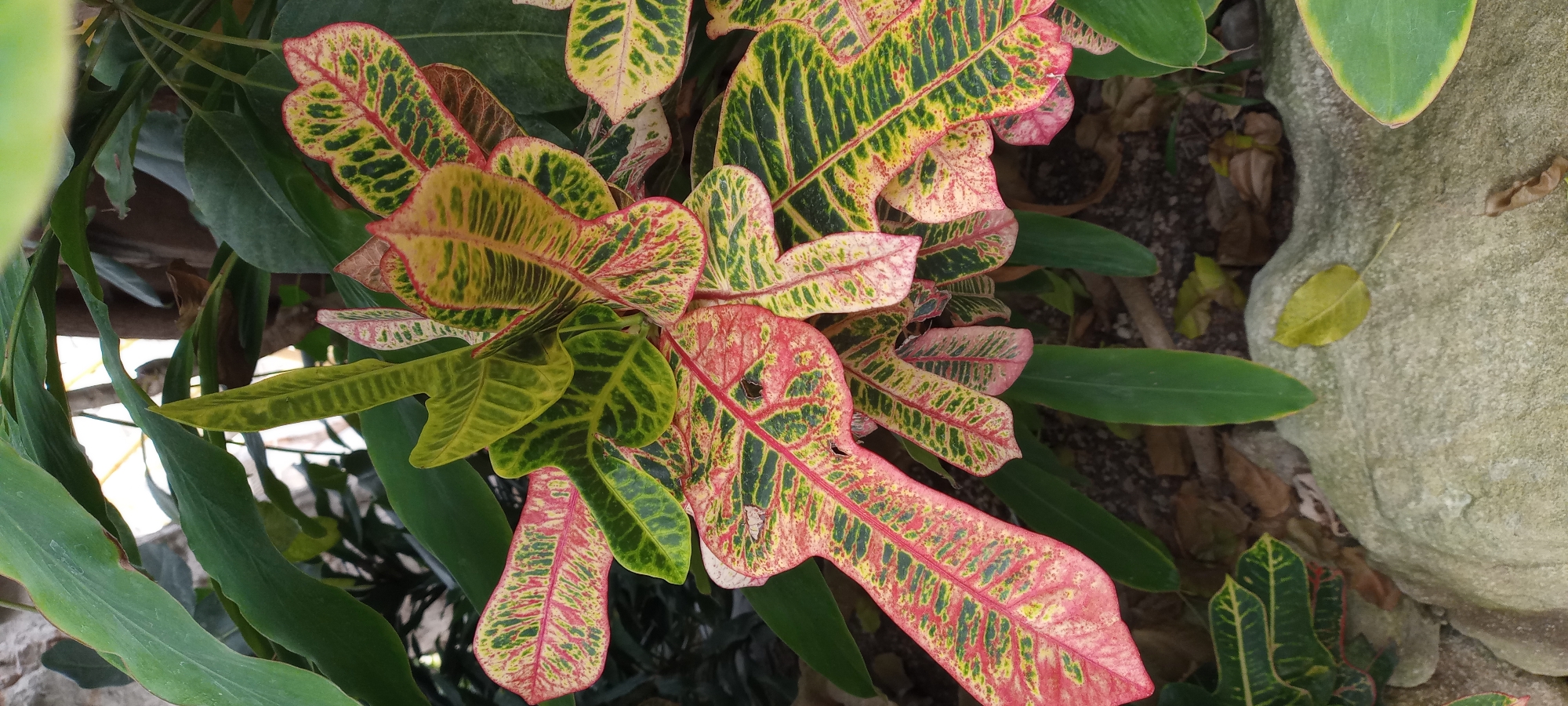 The image is a close-up, top-down view of a plant with multi-colored leaves, predominantly green, yellow, and red. The leaves are elongated and pointed, with prominent veins. Some leaves show signs of damage, such as small holes. The plant is situated in an outdoor environment, with other green foliage visible in the background. A large, light-colored, textured rock is partially visible in the foreground, along with loose soil and fallen leaves on the ground. The lighting suggests it is daytime, likely outdoors. There is no indication of a specific location within Gelsenkirchen, Germany.