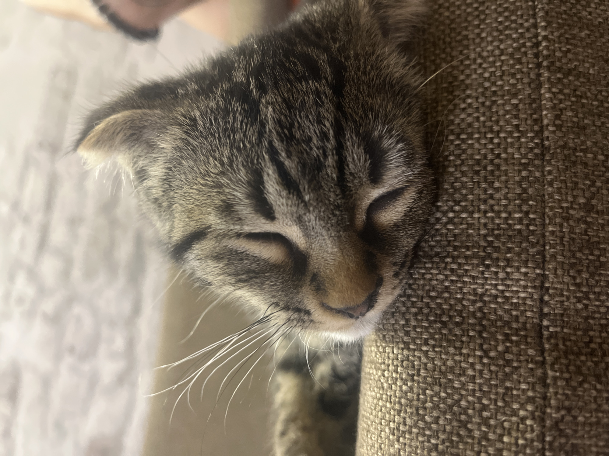 A close-up, head-and-shoulders shot shows a tabby cat sleeping on a brown, textured surface, likely a sofa. The cat's eyes are closed, and its head is tilted slightly downwards. Its whiskers are long and white, fanning out from its snout. The cat's fur is a mix of brown, black, and grey stripes. The background is blurred, but appears to be a wall with a light-colored, textured pattern. The lighting is dim, casting soft shadows on the cat's face.