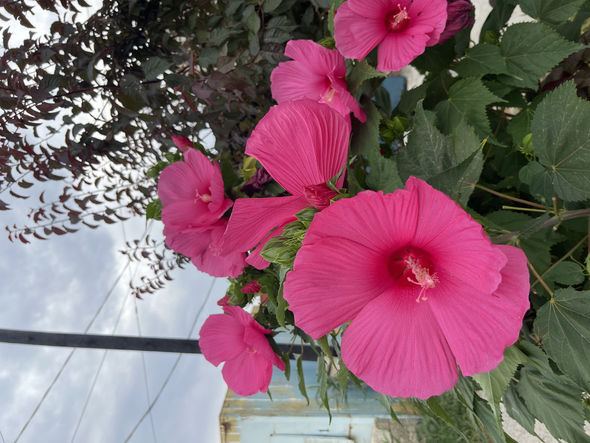 A close-up shot of vibrant pink hibiscus flowers blooming on a bush, set against a cloudy sky. The flowers are in various stages of bloom, with some fully open and others unfurling. Green leaves and dark reddish foliage of the hibiscus plant are visible. In the background, a tall dark pole, wires, and a light blue structure with a weathered facade are present, suggesting an outdoor urban setting. The image was taken in Pokoinoe, Russia.