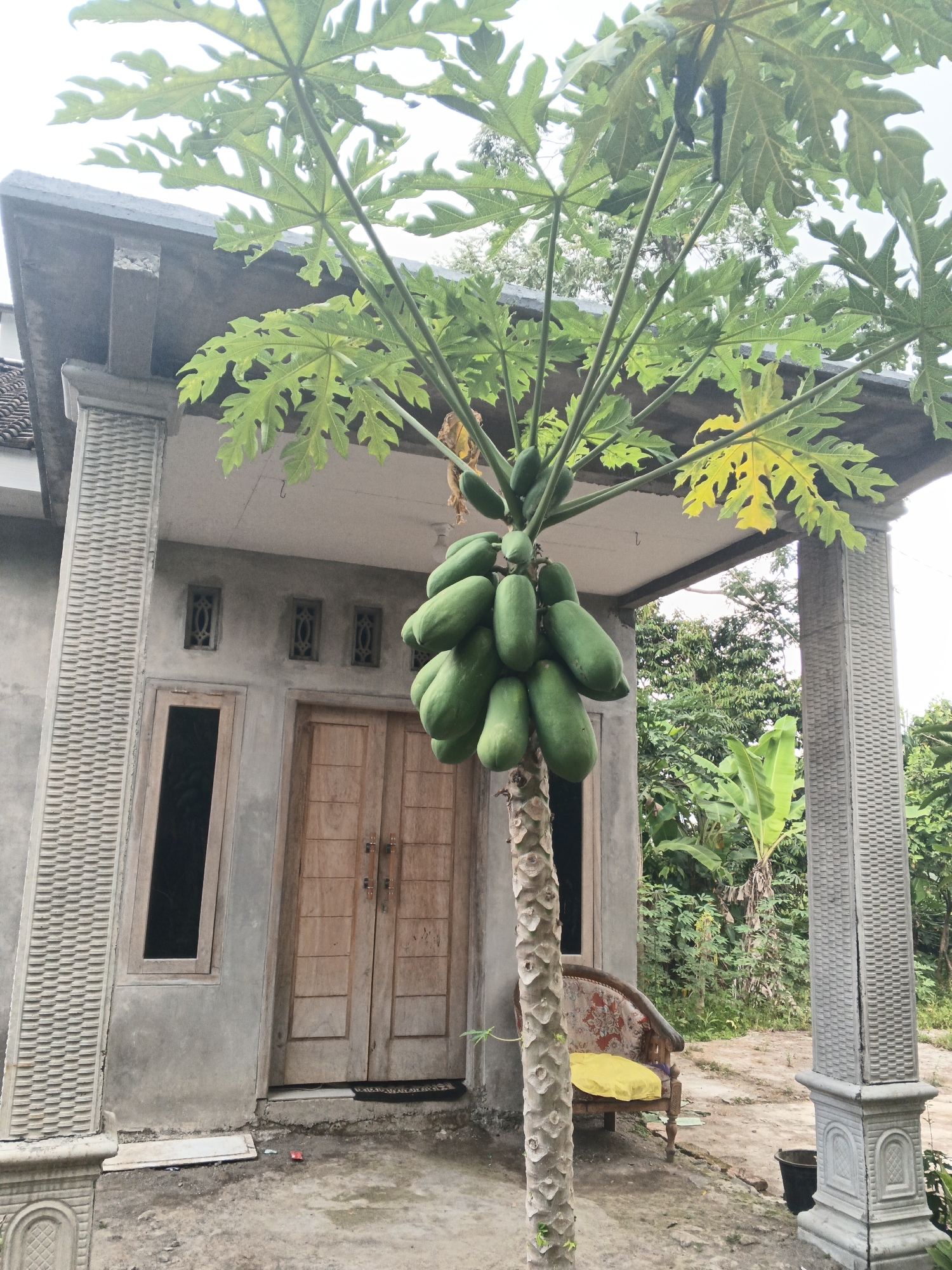 This is an eye-level, medium shot taken outdoors in Singolatren, Indonesia, featuring a papaya tree laden with green fruit in the foreground. The tree is positioned in front of a modest, unfinished-looking house with a gray concrete exterior. The house has a covered porch area supported by concrete pillars, one of which is decorated with a textured pattern. A wooden double door serves as the main entrance, flanked by a narrow window to the left. Several small, decorative vents are visible above the window and door. To the right of the house, partially visible behind the papaya tree, is an ornate, antique-style armchair with a yellow cushion. The ground is covered in dirt and debris. In the background, lush green foliage and trees suggest a rural or semi-rural setting. The sky is overcast, indicating a cloudy day. The image captures a still, everyday scene in the presented location.