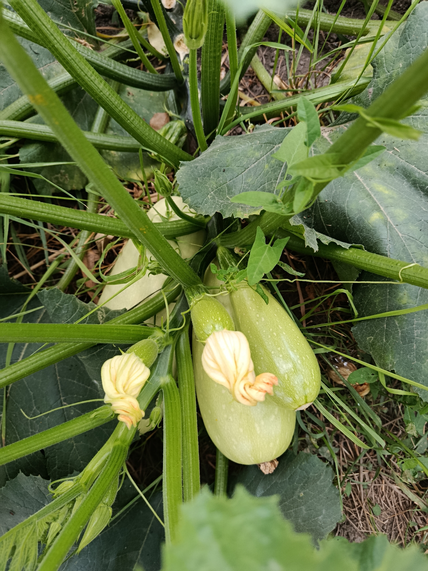 The image displays a close-up, overhead view of a zucchini plant in an outdoor garden setting. The focus is on several light green zucchini fruits, one of which is partially obscured by leaves. The fruits are elongated and have a smooth texture. Yellow zucchini blossoms are visible, some still partially closed, attached to the plant. The plant's large, dark green leaves and thick, ribbed stems are prominent. The ground beneath the plant is covered with dry grass and soil. The scene appears to be a typical garden environment. The image does not provide any information about the city of Alekseevka, Kyrgyzstan.