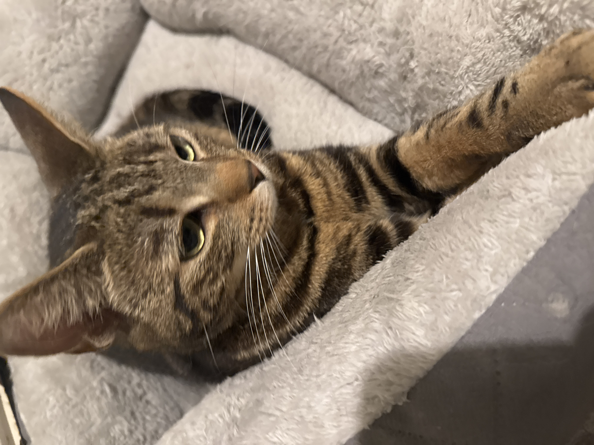 A tabby cat is lying in a grey fluffy cat bed. The cat is light brown with dark brown stripes. It's lying on its left side, with its left arm extended towards the right of the frame. The cat's head is facing upwards with its left ear visible. The cat has green eyes and white whiskers. The environment suggests a domestic setting, likely indoors. There is no discernible information to suggest a location in Desborough, United Kingdom, or any specific city.