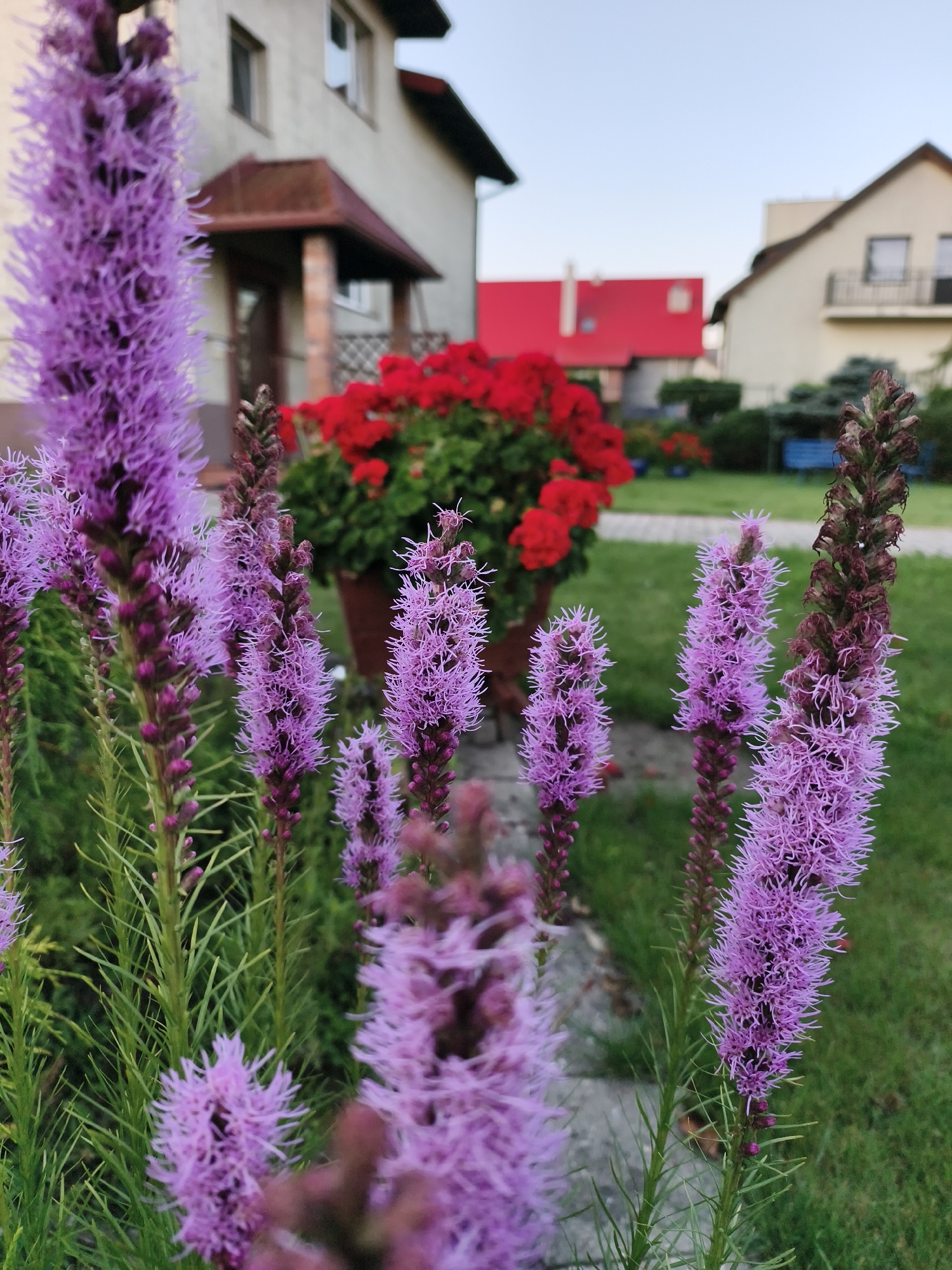 The image captures a close-up view of several purple Liatris flowers in the foreground, with their feathery blossoms dominating the lower portion of the frame. Behind the flowers, a large pot filled with vibrant red flowers is visible, nestled against the facade of a building. Further in the background, residential houses with red roofs and neutral-colored walls are situated. The scene appears to be an outdoor setting, possibly a garden or yard, with green grass and a clear sky overhead. The overall impression is one of a serene domestic environment, likely in a suburban area.