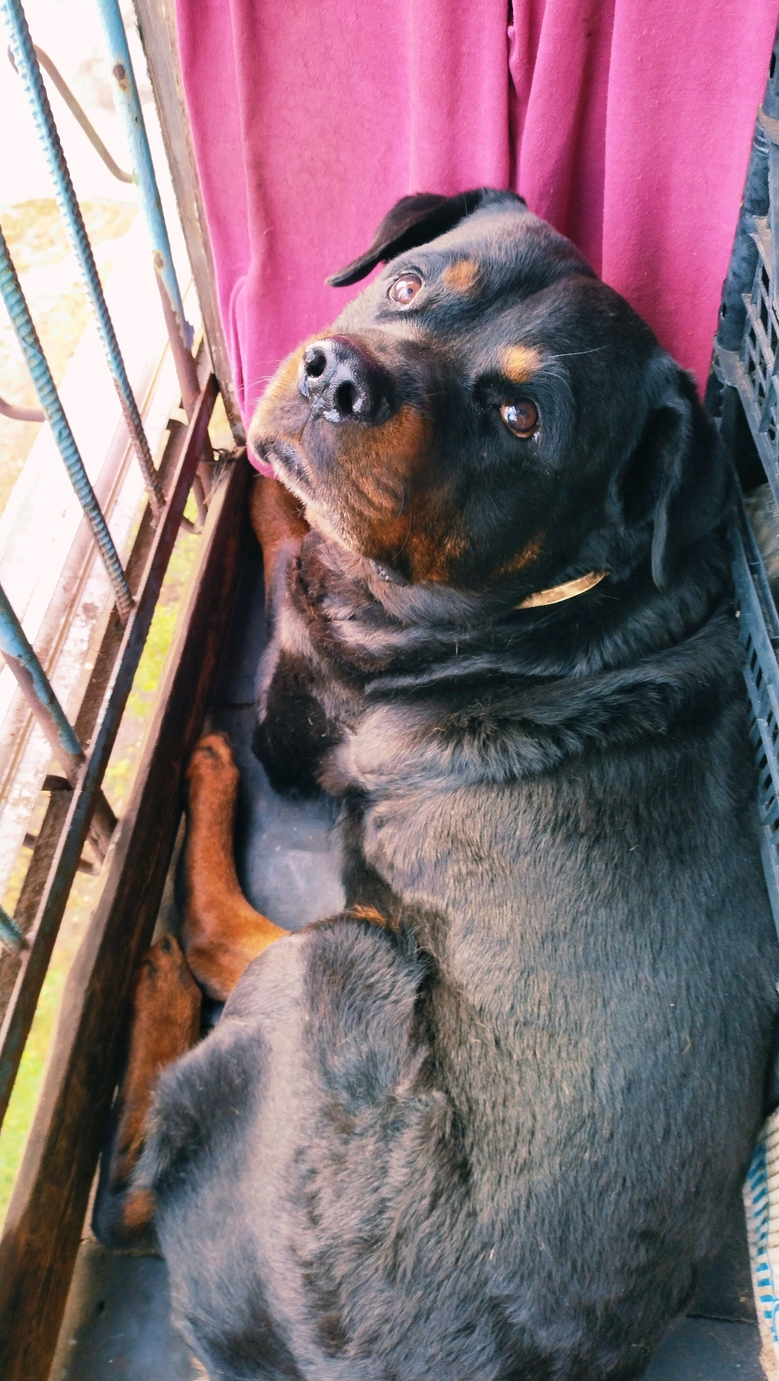 A Rottweiler dog is lying down indoors, next to a pink fabric and a metal cage or barrier. The dog is looking up and to its left, with its tongue slightly visible. The dog's fur is black and tan, and it is wearing a gold-colored collar. The scene appears to be an indoor setting, possibly a balcony or porch, with the outdoors visible through the barrier. The specific location in Horishni Plavni, Ukraine, is not discernible from the image alone.