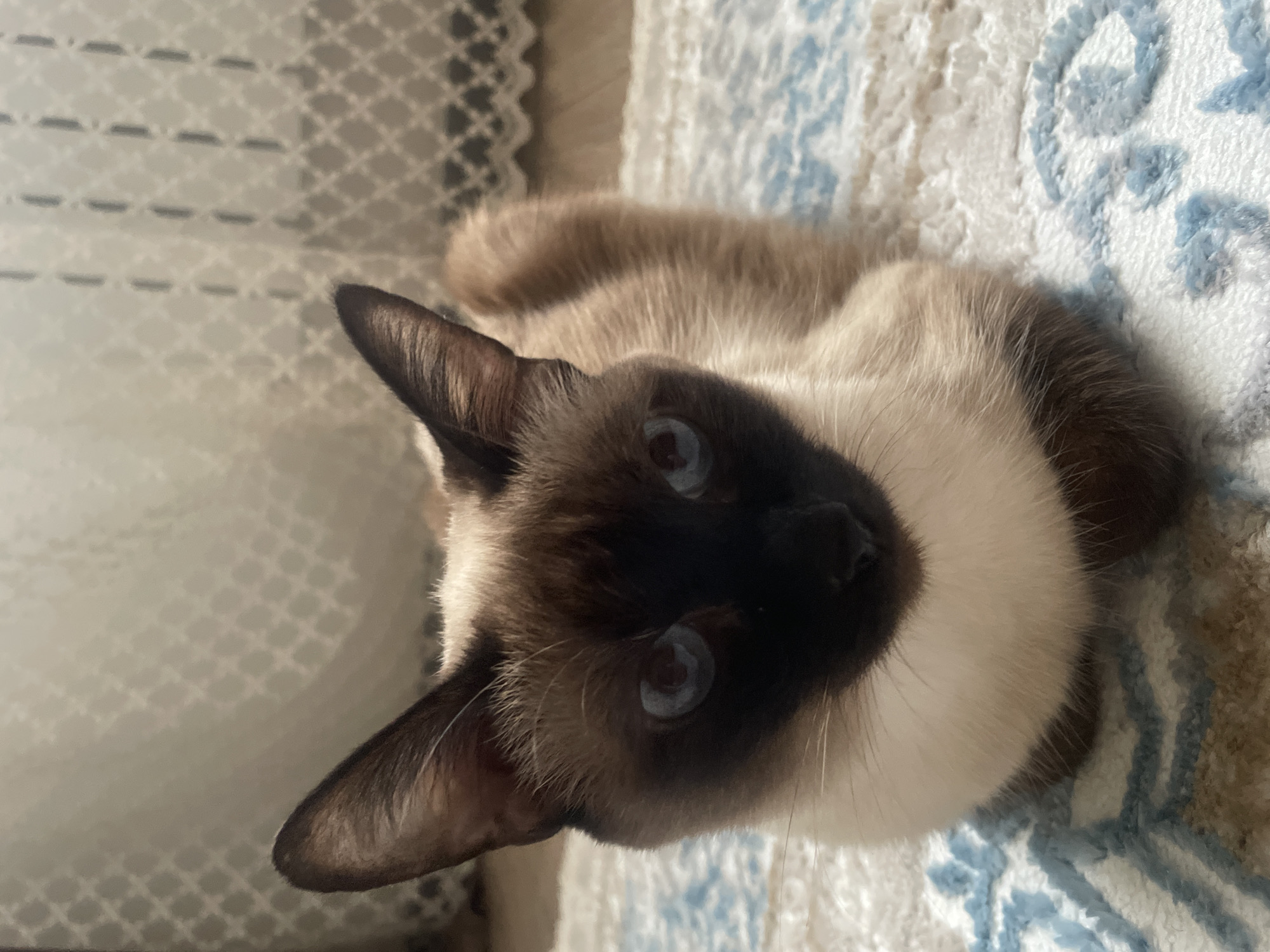 An indoor, eye-level, medium shot captures a Siamese cat resting on a patterned rug. The cat is facing the camera, with its body curled and tucked. Its fur is a mix of brown and cream, with distinctive dark brown markings on its face, ears, and paws. The cat's bright blue eyes are wide open, and its ears are perked up. Behind the cat, a blurred background consists of a sheer curtain with a diamond pattern and a wooden floor. The lighting appears to be natural, coming from a nearby window. The overall impression is of a calm and observant feline in a domestic setting.