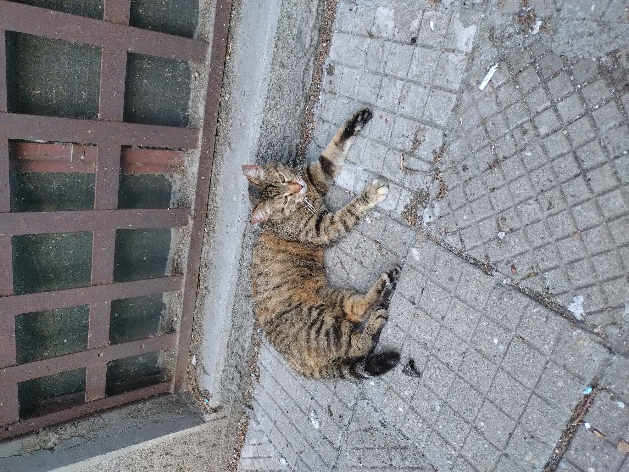 A tabby cat lies on a concrete sidewalk next to a metal grate in Stara Zagora, Bulgaria. The cat is light brown with dark brown stripes and markings, with its paws stretched out. The sidewalk is made of textured, gray concrete tiles. The metal grate is brown and covers an opening in the ground. Debris and small pieces of litter are scattered around the sidewalk.