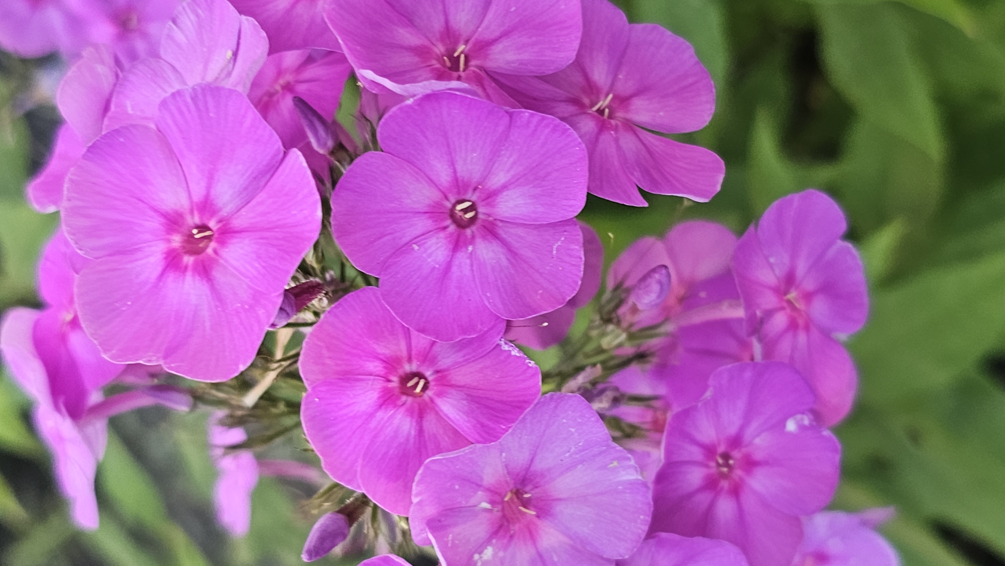 A close-up, vertical, eye-level shot features a cluster of vibrant purple phlox flowers against a blurred green background. The flowers, primarily in focus, display five petals each, with a darker pink center where the stamen and pistil are visible. Some flowers are fully bloomed, while others appear as closed buds. The lighting is soft, highlighting the delicate texture of the petals. The setting is an outdoor natural environment, potentially a garden or wild area, in or around Romanovka, Russia, based on the provided context. There are no people or animals present.