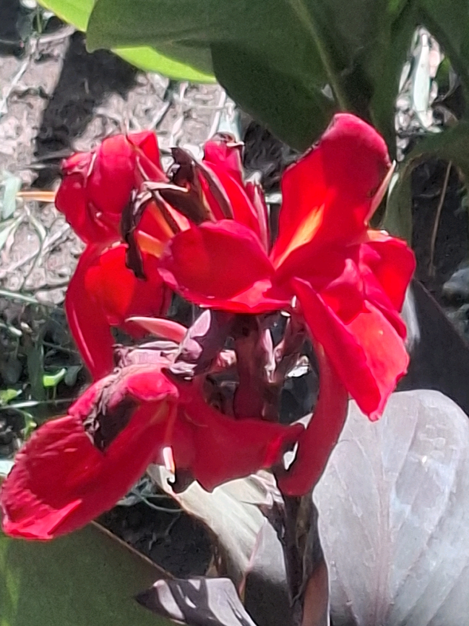 The image shows a close-up view of a cluster of bright red Canna Lily flowers. Some of the petals appear slightly wilted or damaged, with some brown discoloration. The flowers are surrounded by green foliage and a textured, earthy background, likely soil or mulch. The lighting suggests it is daytime. The image does not contain any identifiable landmarks or features that would specifically place it within the city of Almaty, Kazakhstan. There are no people or discernible actions taking place in the scene.
