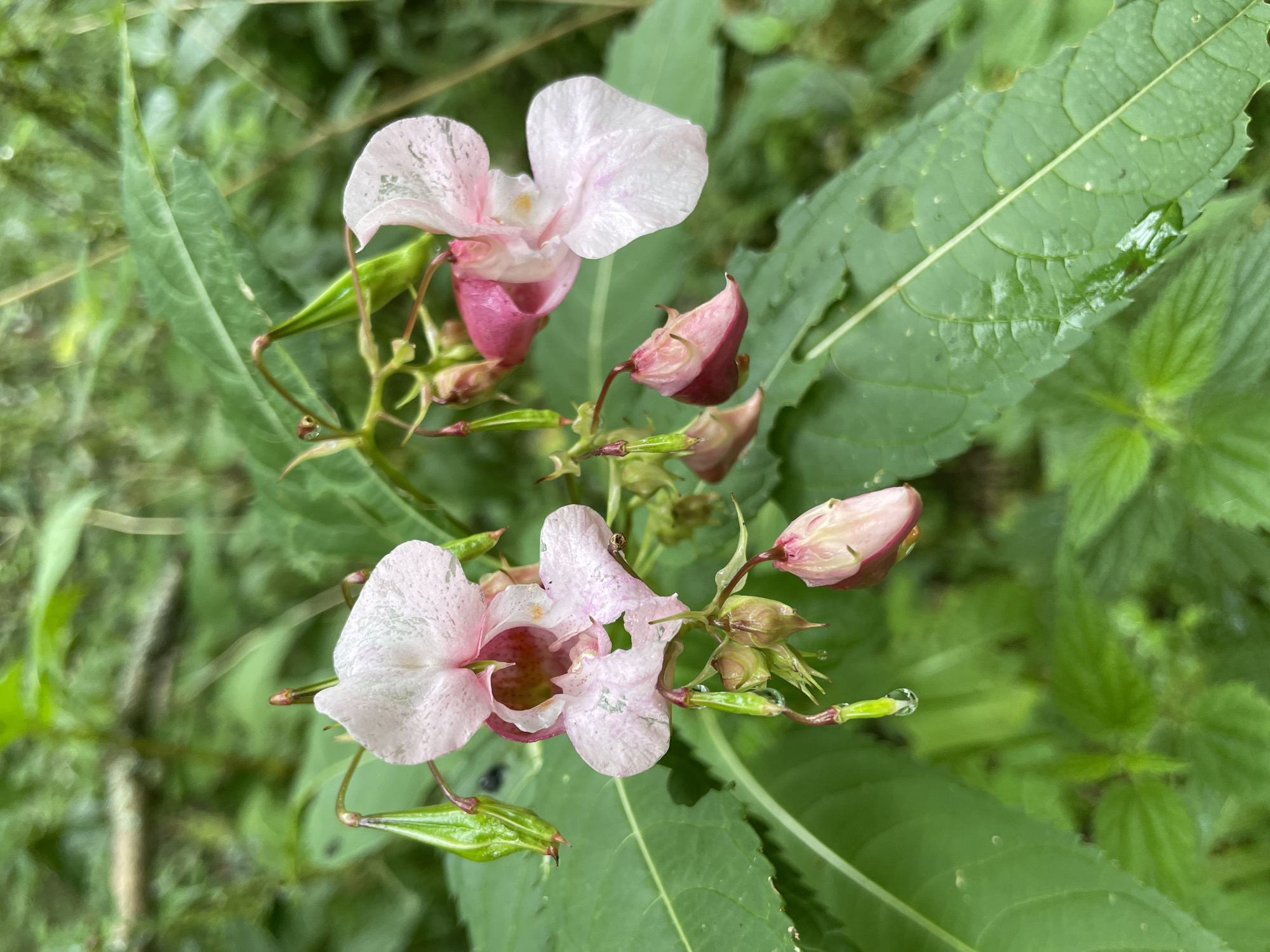 A close-up shot focuses on the delicate, pink and white blossoms of a Himalayan Balsam plant. Several flowers are visible, some fully open and others in bud. The petals are translucent with subtle pink veins. Dangling from the stems are green seed pods, some containing a single drop of water. The background is a blur of lush green foliage, suggesting a natural, possibly damp, environment. The image does not depict any part of the city of поселок №13, Russia, nor does it contain any people or specific actions.