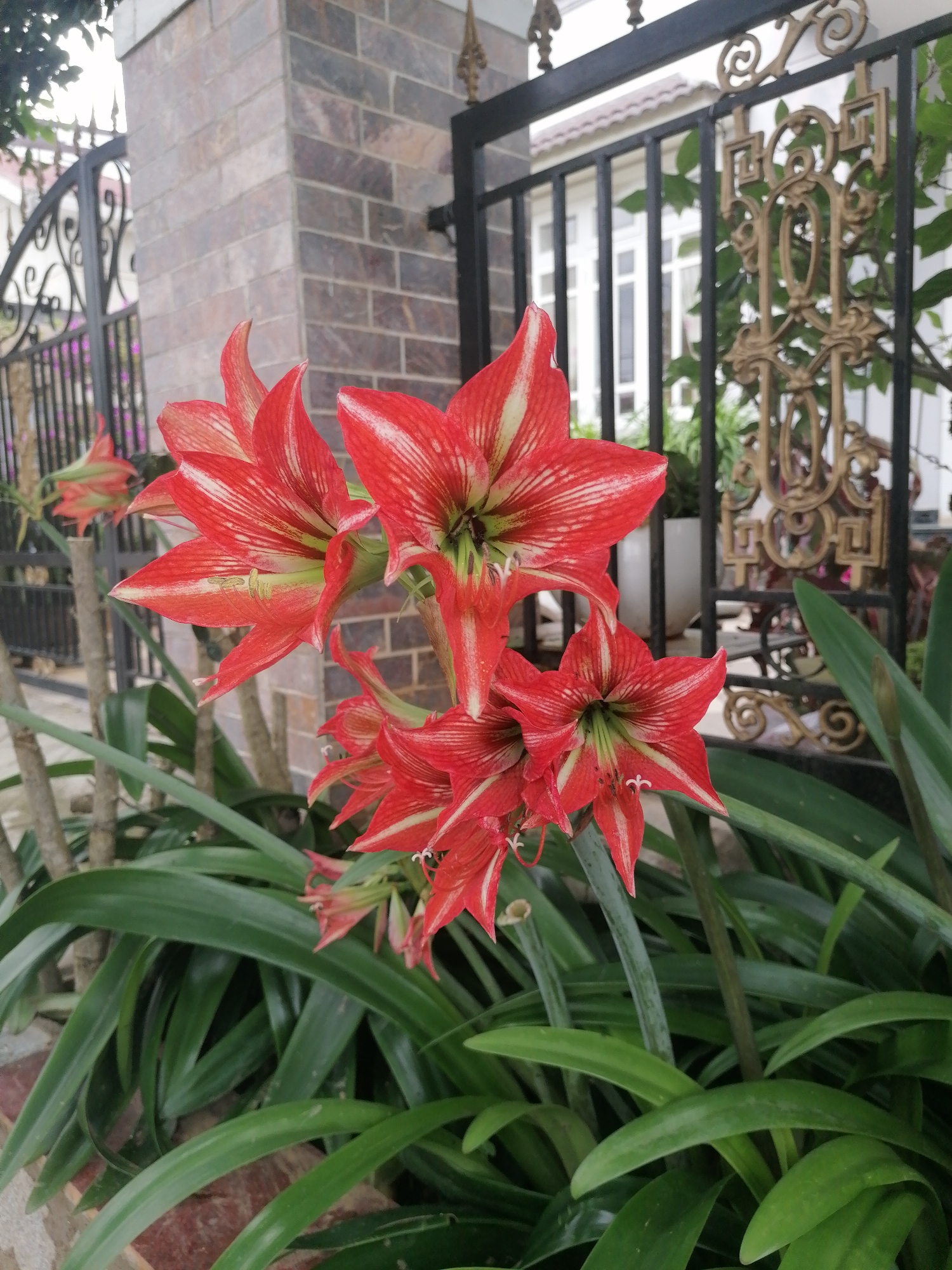 The image shows a cluster of red and white striped amaryllis flowers in front of a brick pillar and a wrought iron gate. The flowers are the central focus, with their vibrant colors contrasting against the green foliage. The brick pillar has a two-tone color scheme and the wrought iron gate is black with gold-colored decorative elements. In the background, a building with white walls and multiple windows is visible, partially obscured by the gate. The ground is paved with red bricks. This is likely a garden or yard setting, likely within the city of Da Lat, Vietnam, as indicated.
