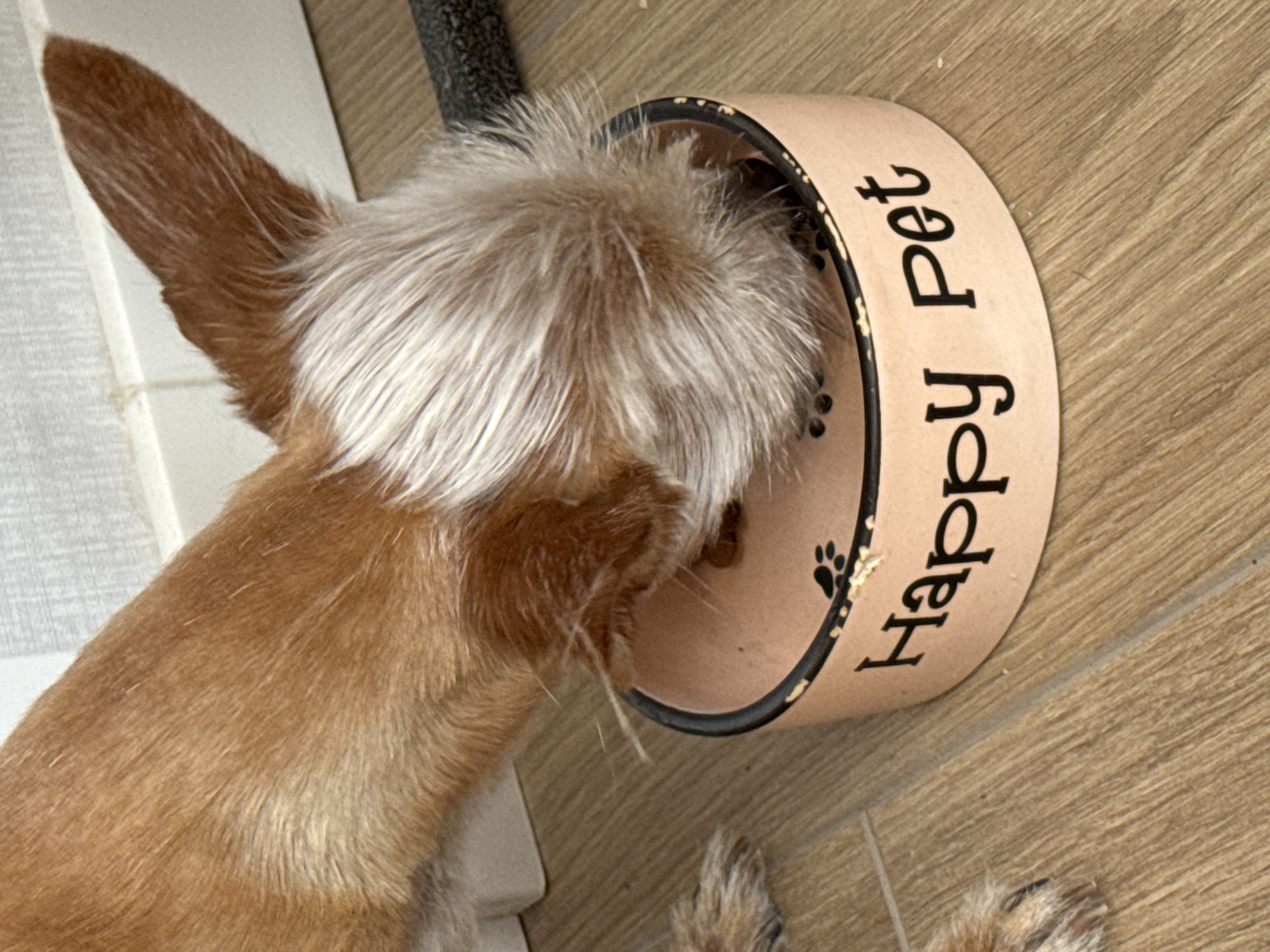 A brown and white dog is eating from a light pink dog bowl with the words "Happy Pet" written on it in black cursive letters. The dog's head is lowered into the bowl, and its fur is mostly brown with white markings on its face and ears. The bowl is on a wooden floor, and a white baseboard runs along the wall in the background. There is also a dark gray object with a textured surface to the right of the dog.