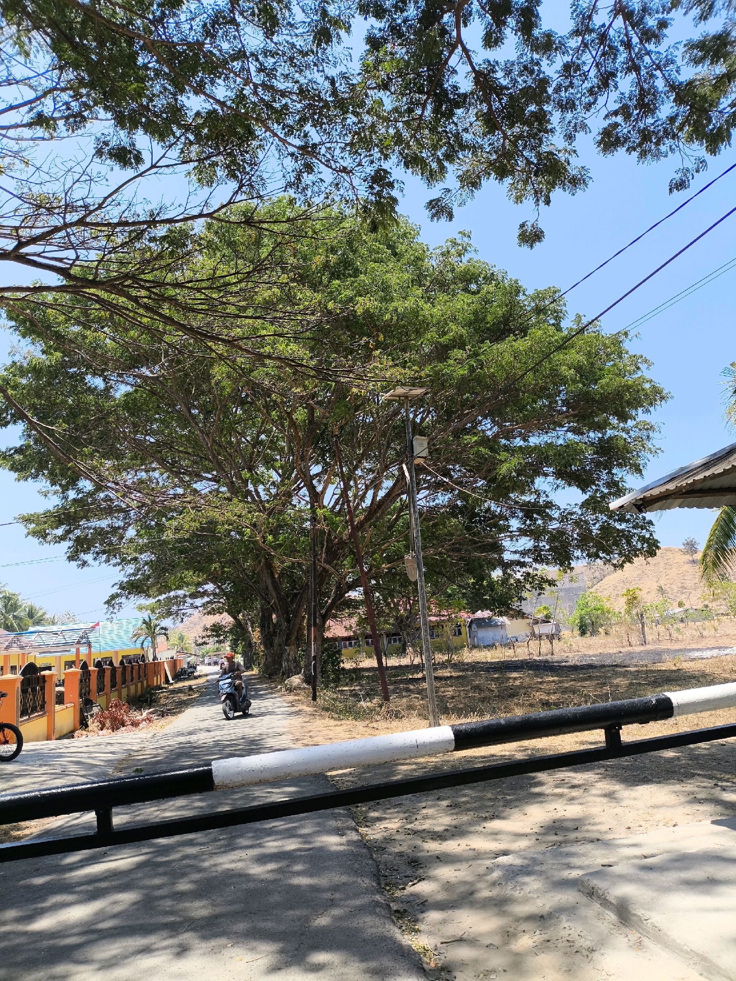 In a sun-drenched outdoor scene in Unknown, Indonesia, a paved road curves gently to the left, lined with a row of mature trees casting dappled shadows. A black and white striped barrier, possibly for a gate, is positioned in the foreground, extending across the road. A person on a blue scooter is seen riding away from the viewer on the road. To the left of the road, colorful buildings with orange and yellow walls and blue roofs are visible, separated by a fence. Beyond the buildings and trees, a dry, grassy hillside rises under a clear blue sky. Power lines are strung between poles, crossing the upper portion of the frame. The overall atmosphere suggests a warm, sunny day in a rural or semi-urban Indonesian setting.