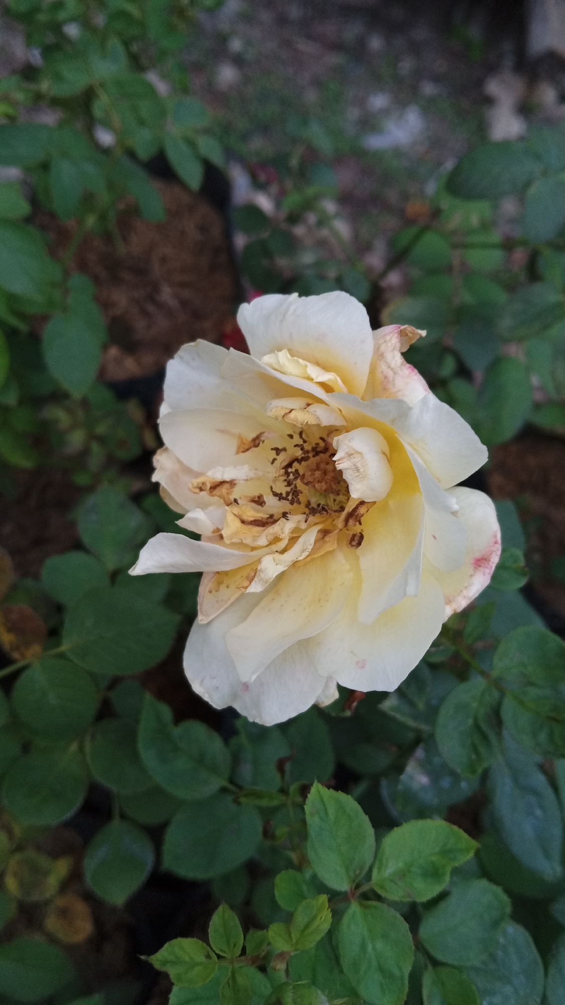 A close-up, slightly overhead shot captures a wilting cream-colored rose in bloom. The rose is positioned slightly off-center to the right, its petals delicately unfurling and showing signs of age with browning edges and dried stamen. The background consists of lush green foliage and dark soil, suggesting an outdoor setting, likely a garden or park within the city of Uteunreutoh, Indonesia. The lighting is soft, indicating it might be overcast or late afternoon. No people or animals are present in the frame. The overall impression is one of natural beauty in a state of gentle decay.