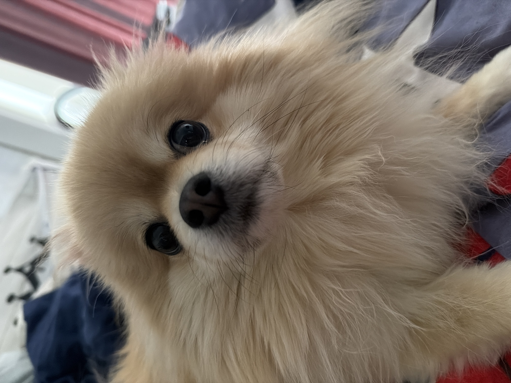 This is a close-up, waist-up shot of a Pomeranian dog, looking directly at the camera. The dog has fluffy, cream-colored fur, dark eyes, and a black nose. It is lying on a surface that appears to be a bed or sofa, with blue and red fabric visible. The background is blurred, but suggests an indoor setting with curtains. There is no discernible information about the location in Tbilisi, Georgia.