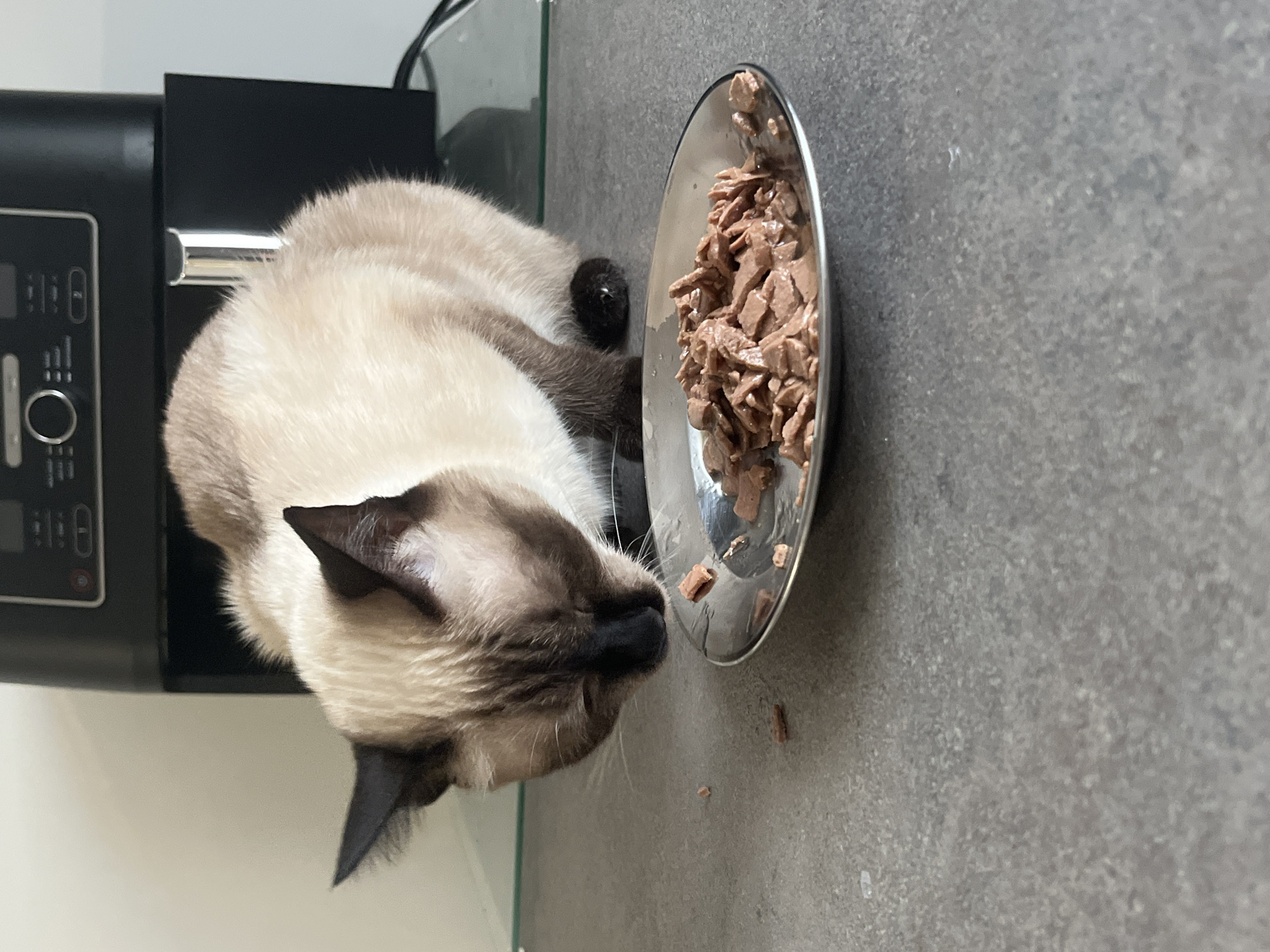 A Siamese cat is eating wet cat food from a silver bowl on a gray countertop. The cat is light brown with dark points on its ears, face, and paws. The food is a reddish-brown, chunky consistency. In the background, a black appliance, possibly a blender or food processor, is visible. The scene appears to be in a home kitchen. The image does not provide any information about the city of Bourg-la-Reine, France.