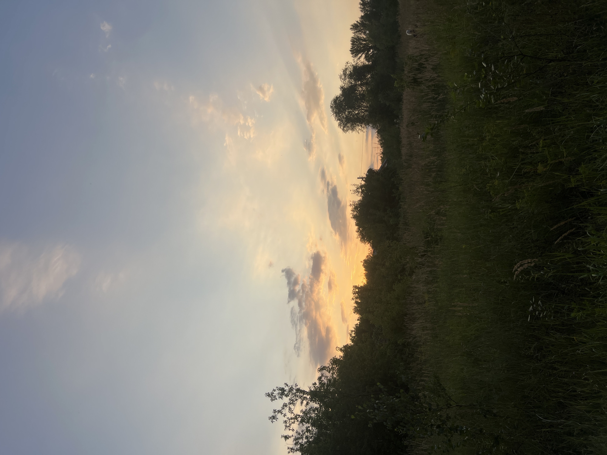 The image depicts a natural landscape at dusk. The sky is a gradient of pale blue and soft orange, with scattered clouds illuminated by the setting sun. A line of dark green trees and foliage forms a dense barrier across the midground. In the foreground, tall grasses and weeds create a textured, shadowed field. The scene is devoid of any prominent human activity or man-made structures, suggesting a rural or undeveloped area. It is not possible to determine the specific location within the city of Ulyanovsk, Russia from the visual information provided.