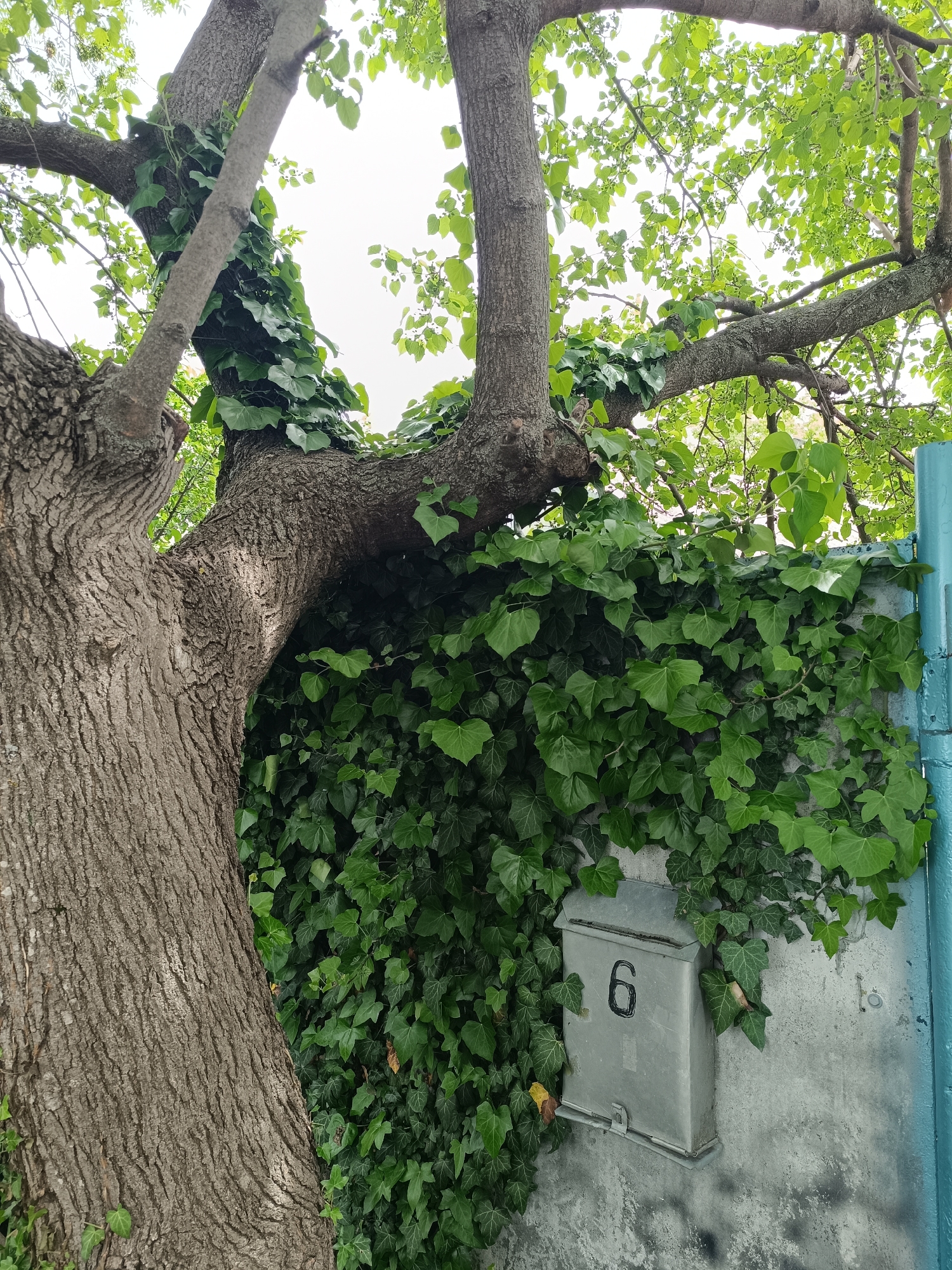 A street scene shows a weathered tree trunk with branches covered in ivy, growing against a concrete wall. The wall, also covered with ivy, features a gray metal mailbox with the number "6" painted on it. The wall is partially painted with a blue border. The environment suggests an urban setting with overgrown vegetation. The sky is visible through the tree canopy. It is not possible to identify the location as Ostrogorka, Russia without additional information.