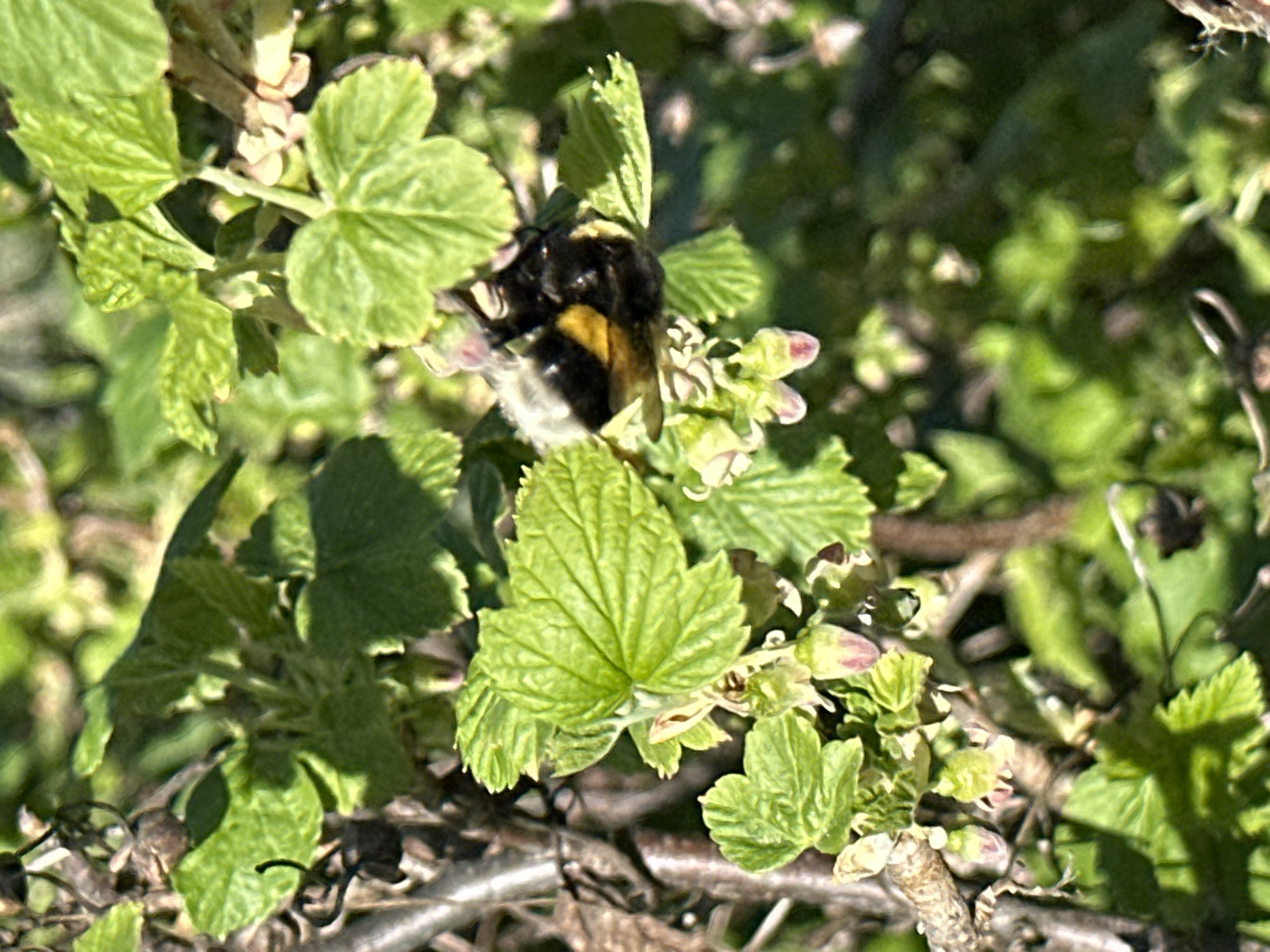 A bumblebee is positioned on a plant with green leaves and budding flowers. The environment appears to be outdoors, with some dead vegetation visible in the lower portion of the frame. The specific location is Среднее Кечево, Russia.
