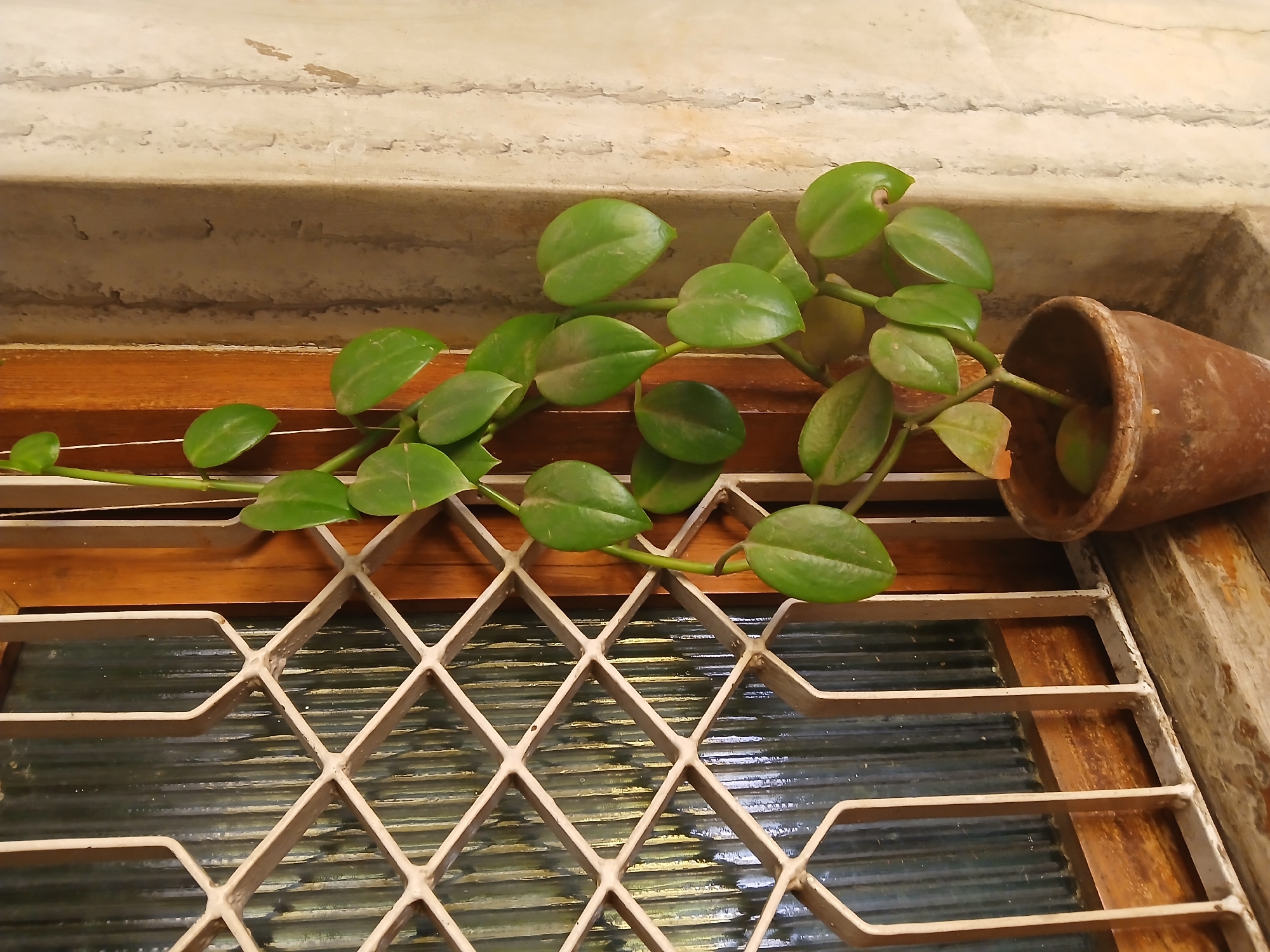 The image shows a plant with rounded green leaves spilling from a terracotta pot, which is lying on its side on a wooden windowsill. A white metal lattice covers the window. The scene appears to be indoors, possibly in Bengaluru, India, given the texture of the wall and the design of the metal grill. There are no people visible.