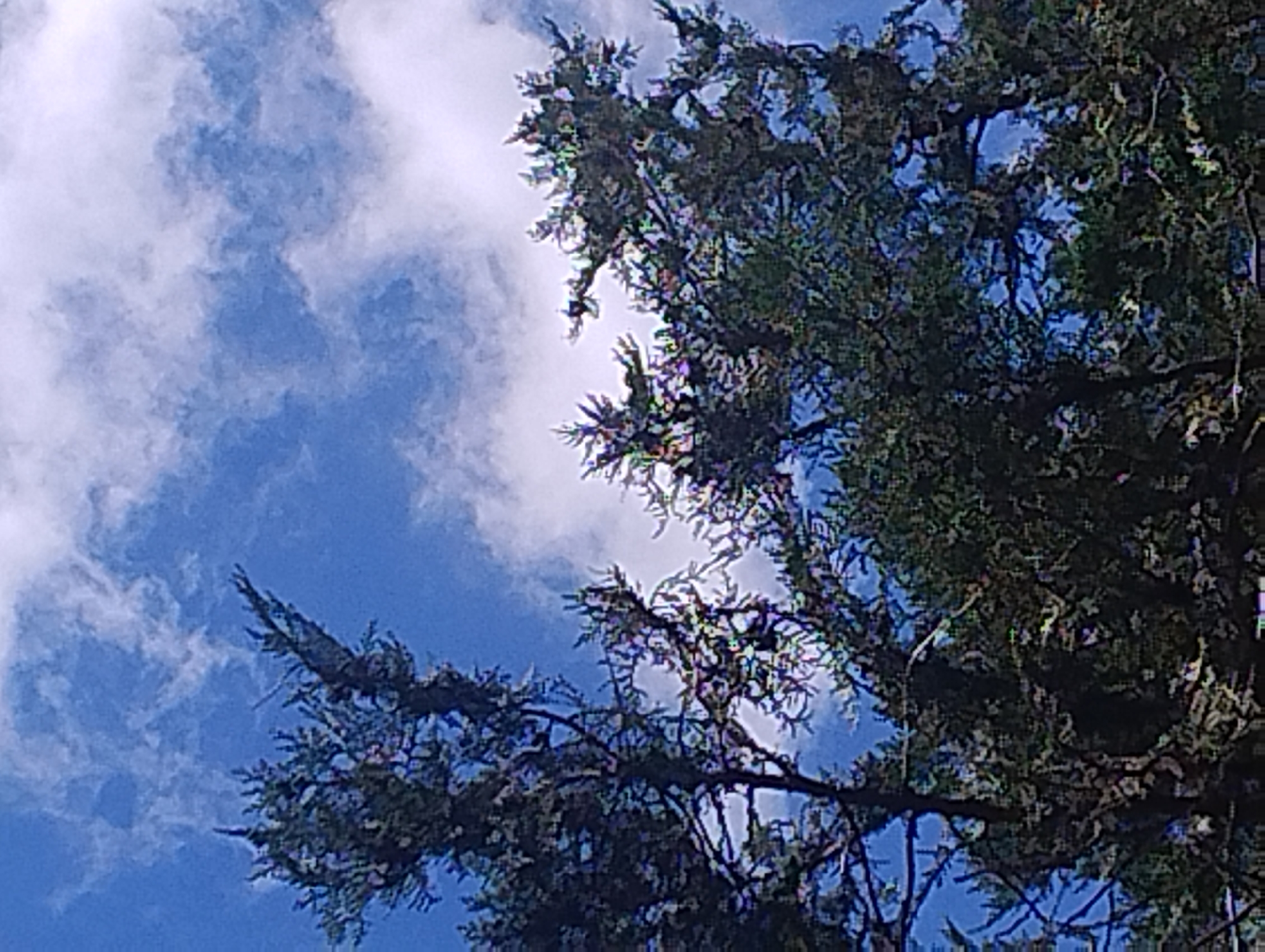 The image captures a perspective looking upwards through the branches of a dense evergreen tree, likely a conifer. The sky is a vibrant blue, interspersed with soft, wispy white clouds. The tree's foliage is a dark green, appearing somewhat textured and layered, with some branches extending across the frame. Sunlight filters through the leaves, creating subtle highlights and shadows. The scene suggests an outdoor environment, possibly a park, forest, or even a backyard in an unspecified urban or suburban location. There are no people or discernible man-made structures in the frame. The overall impression is one of natural scenery.