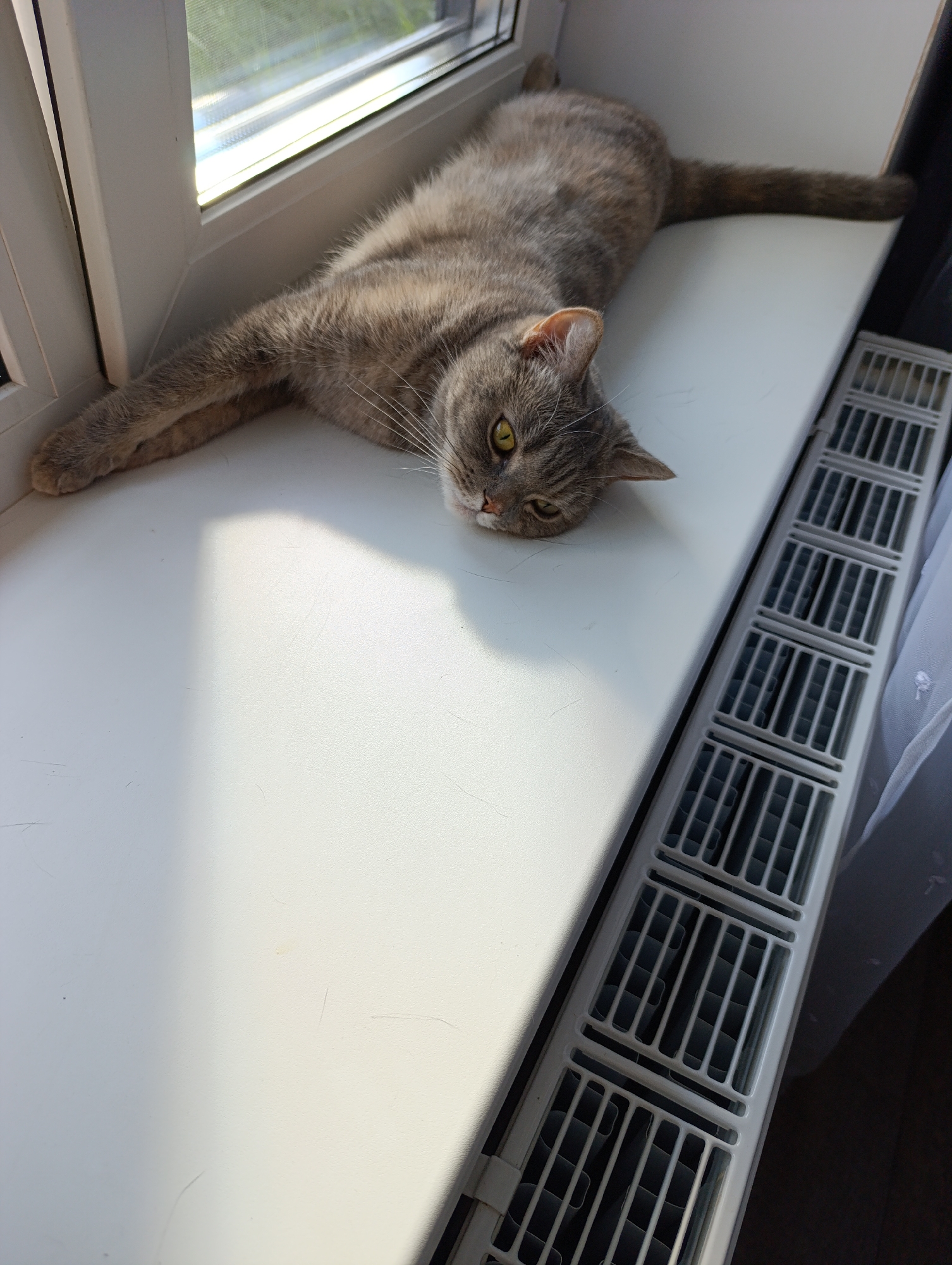 A domestic shorthair cat with tabby markings is resting on a white windowsill. The cat is lying on its side, with its body stretched out and its head resting on its paws. Its eyes are partially closed, and its expression appears relaxed. The windowsill is positioned next to a window, through which sunlight is entering and casting a shadow on the surface. To the right of the windowsill, a white radiator with a slatted grate is visible. The scene is indoors, likely in a residential setting. No specific location within the city of Chaikovsky, Russia, can be determined from the image alone.
