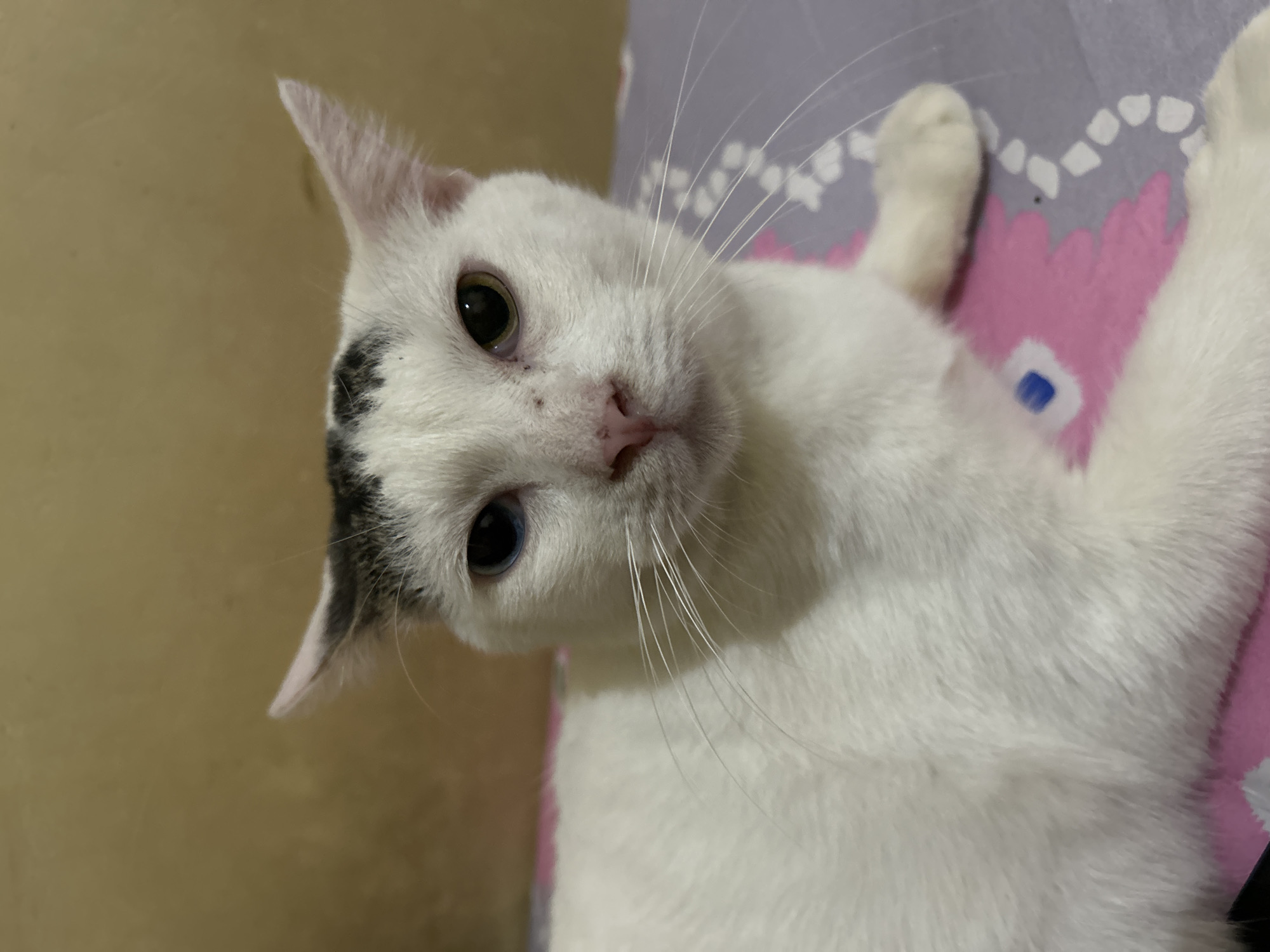 A white cat with heterochromia, one blue eye and one green eye, lies on a patterned bed with a beige wall in the background. The cat has black markings on its head and ears. The image was taken in Makassar, Indonesia.