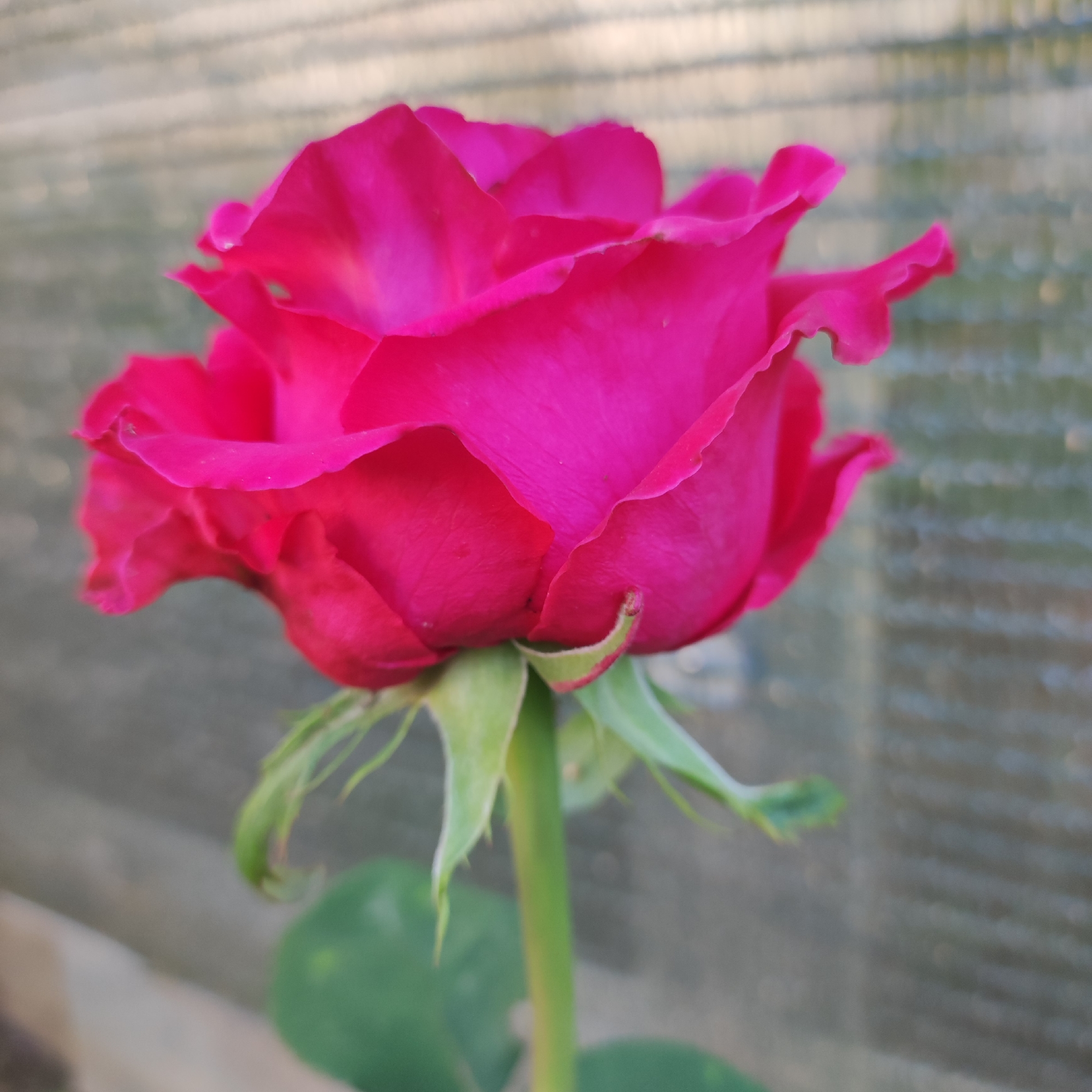 A close-up, side-view, medium-shot photograph captures a vibrant, fuchsia-colored rose in bloom. The rose, the central subject, displays tightly furled petals, with some beginning to unfurl, revealing a rich pink hue that deepens towards the center. The stem and sepals are a bright green, adding a contrasting element to the bloom. The background is softly blurred, showing horizontal lines of what appears to be a textured screen or netting, with subtle hints of green and gray. The lighting is soft and diffused, highlighting the delicate texture of the rose petals. There are no people or any other objects or actions depicted in the scene. The image does not contain any information about its location in Navoloki, Russia.