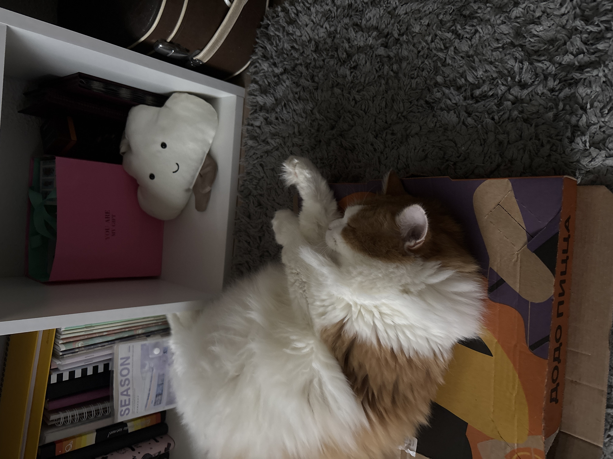 A ginger and white long-haired cat is sleeping on its back on a pizza box. The cat is positioned in the lower left quadrant of the image, with its head turned to the right and its paws extended upwards. The pizza box has a colorful, abstract design and text that appears to be in Cyrillic, reading "ДОДО ПИЦЦА" (Dodo Pizza).
Behind the cat and to the left is a white shelving unit filled with books and notebooks. One notebook on the shelf has a label that reads "SEASON". On the middle shelf, a pink gift bag with the text "YOU ARE MY GIFT" is visible. Next to the gift bag is a small, white, cloud-shaped plush toy with black eyes and a smiling mouth.
To the right of the shelving unit, part of a brown, cylindrical object with striped detailing is visible, resembling a storage container or trunk. The entire scene is set on a dark grey, shaggy carpet. The lighting is dim, suggesting an indoor environment. The image appears to be taken in an apartment in Zheleznogorsk, Russia, given the context provided.