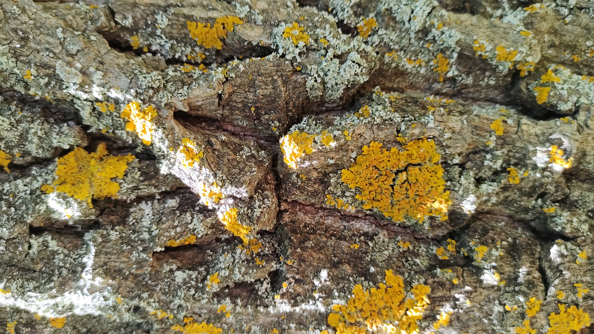 The image is a close-up, vertical shot of tree bark covered in patches of yellow and gray-green lichen. The bark has a rough, textured surface with deep crevices and ridges. Sunlight illuminates parts of the bark, creating bright highlights and casting shadows within the deeper textures. There are no people or any discernible man-made objects in the image. The location in Mikhaylovka, Russia, is not evident from the visual information provided in the photograph.