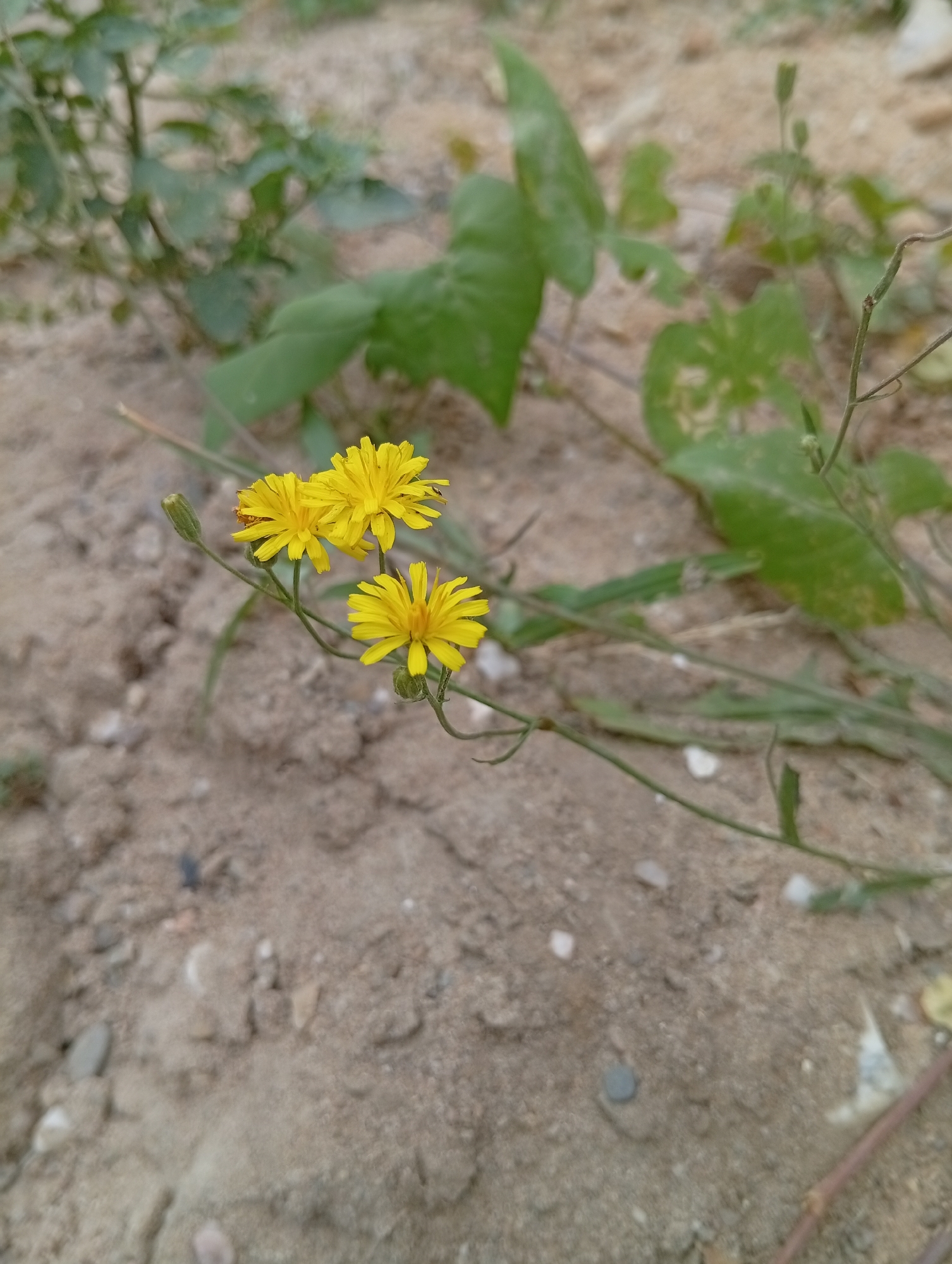 Three bright yellow wildflowers are in focus in the foreground of the image, with a sandy, pebbled ground and blurred green foliage in the background. The flowers are clustered on thin green stems. One flower is fully open, facing slightly to the left, while two others are clustered together to its left, with one slightly behind the other. A small green bud is visible to the left of the cluster. The ground is composed of light brown sand with small white and grey pebbles scattered throughout. The background features soft-focus green leaves and stems, suggesting an outdoor, natural environment. The scene appears to be a close-up shot of wild flowers growing in a natural setting. No people or specific landmarks in Meerbusch, Germany are visible.